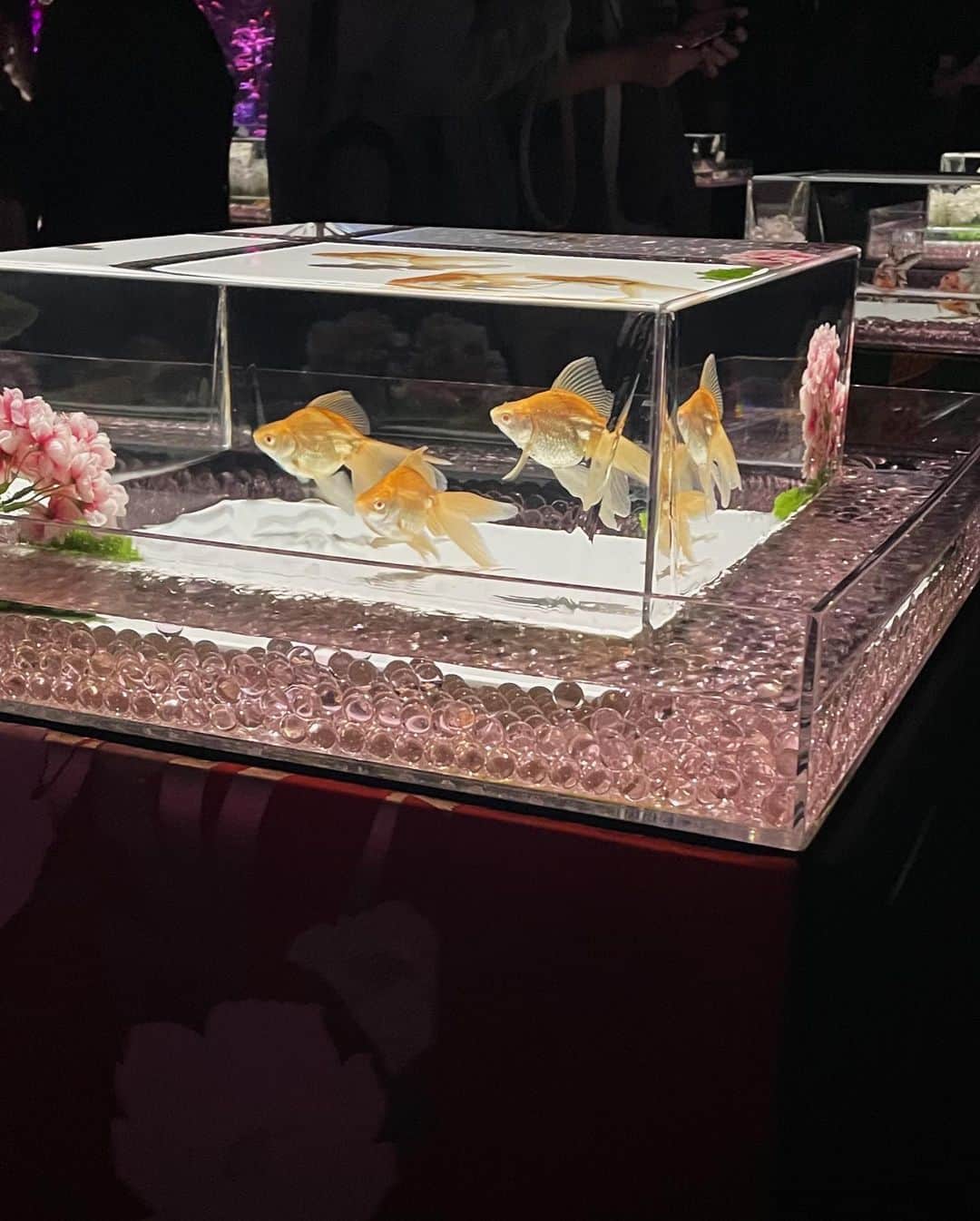 ナカヤマユキコのインスタグラム：「.   マイガールが誕生日だったから アートアクアリウムに行ったよ🏮🌸     2人だとどこに行ってもゲラゲラして心地よいね〜 お誕生日おめでとうベイビー🎂🤍                . . . . . #アートアクアリウム #アートアクアリウム美術館  #金魚 #アクアリウム #aquarium #artaquarium  #めっちゃ桜」