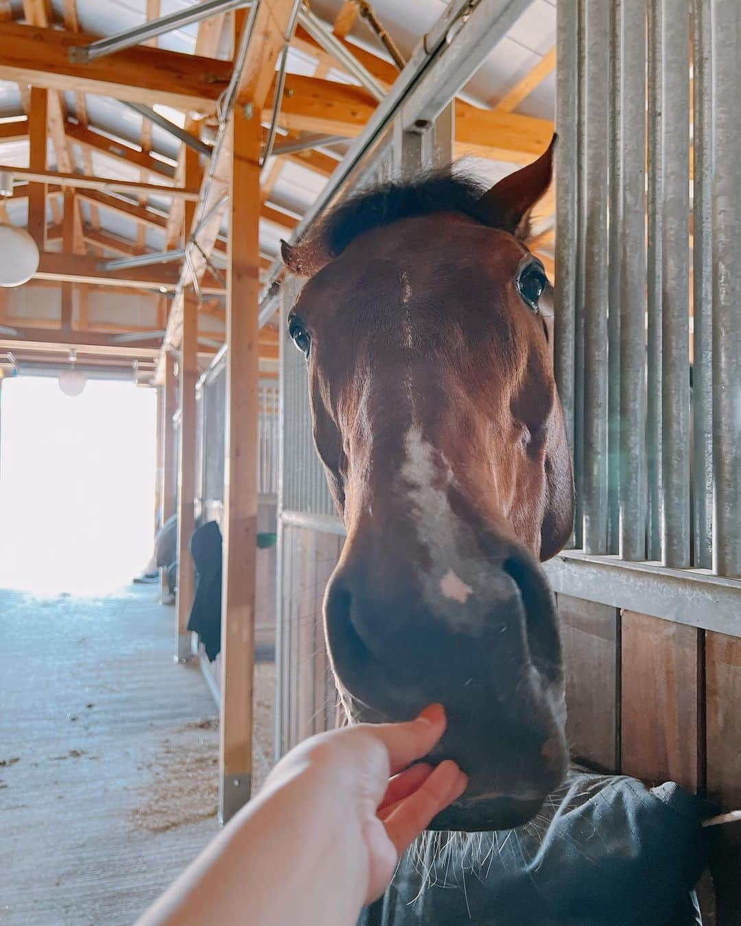 トラウデン直美さんのインスタグラム写真 - (トラウデン直美Instagram)「🐴☀️🌱」4月20日 17時58分 - naomi_trauden_