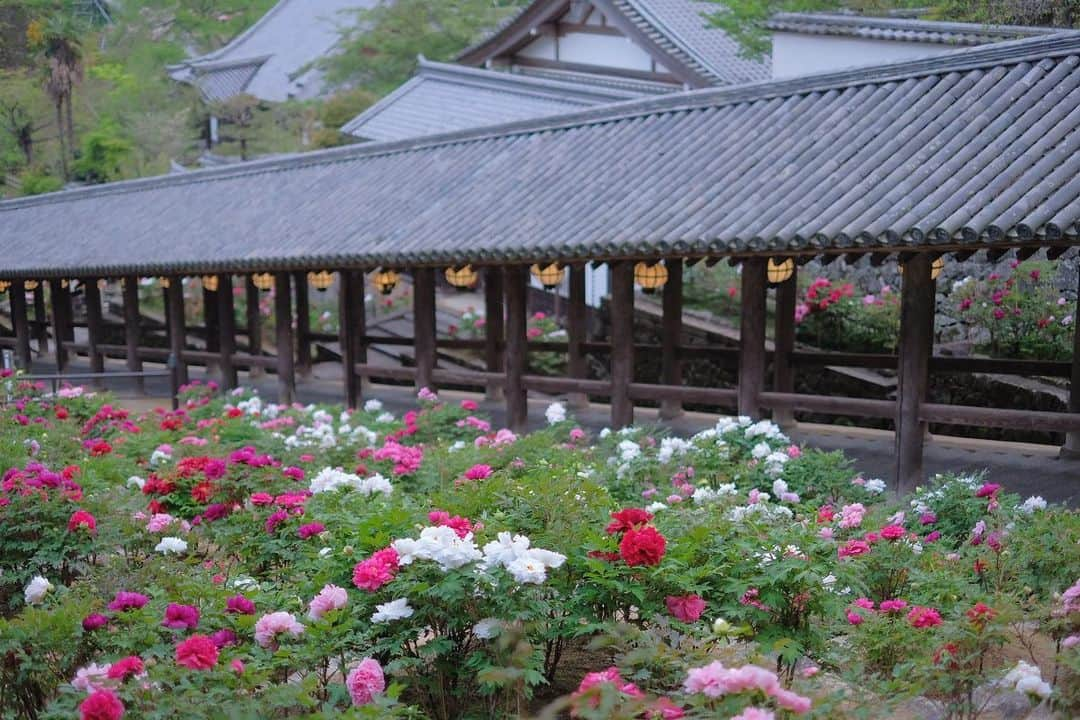 奈良 長谷寺 / nara hasederaさんのインスタグラム写真 - (奈良 長谷寺 / nara hasederaInstagram)「大変💦#ぼたん が満開❗️  #Peony flowers in full bloom about 10 days earlier this year！  #長谷寺 #奈良長谷寺 #総本山長谷寺 #真言宗豊山派 #花の御寺 #奈良 #hasedera #hasederatemple #temple #japan #japanesetraditional #pilgrimage #nara #tourism #sightseeing #japanesetemple #西国三十三所 #霊場 #巡礼 #四寺巡礼 #長谷寺が好き #日本遺産 #観音さんさんサイコク巡礼 #千年巡礼」4月20日 18時06分 - hase_dera