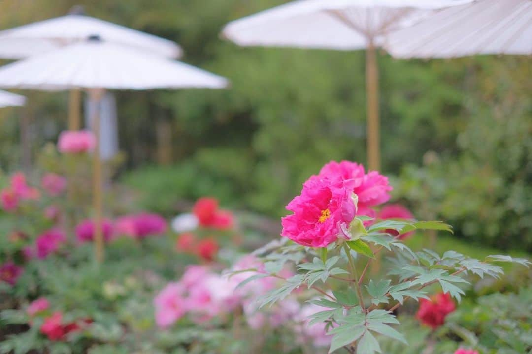 奈良 長谷寺 / nara hasederaさんのインスタグラム写真 - (奈良 長谷寺 / nara hasederaInstagram)「大変💦#ぼたん が満開❗️  #Peony flowers in full bloom about 10 days earlier this year！  #長谷寺 #奈良長谷寺 #総本山長谷寺 #真言宗豊山派 #花の御寺 #奈良 #hasedera #hasederatemple #temple #japan #japanesetraditional #pilgrimage #nara #tourism #sightseeing #japanesetemple #西国三十三所 #霊場 #巡礼 #四寺巡礼 #長谷寺が好き #日本遺産 #観音さんさんサイコク巡礼 #千年巡礼」4月20日 18時06分 - hase_dera