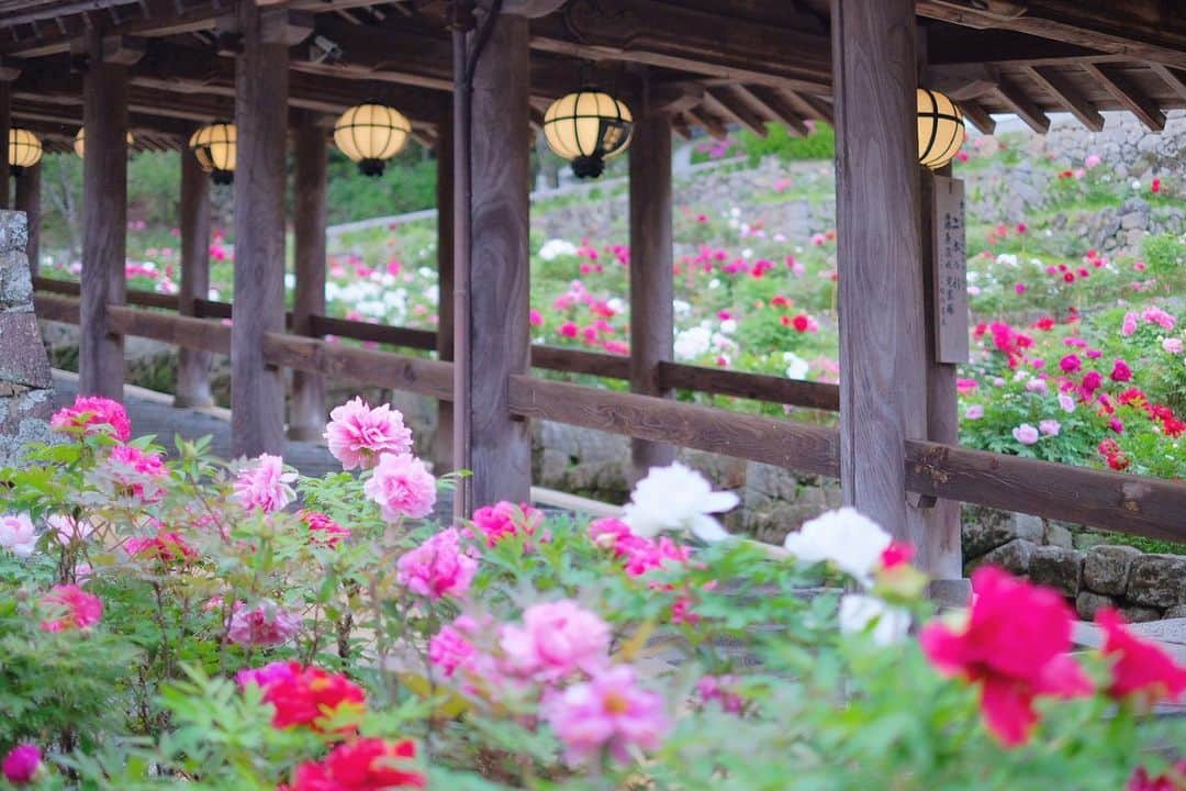 奈良 長谷寺 / nara hasederaのインスタグラム：「大変💦#ぼたん が満開❗️  #Peony flowers in full bloom about 10 days earlier this year！  #長谷寺 #奈良長谷寺 #総本山長谷寺 #真言宗豊山派 #花の御寺 #奈良 #hasedera #hasederatemple #temple #japan #japanesetraditional #pilgrimage #nara #tourism #sightseeing #japanesetemple #西国三十三所 #霊場 #巡礼 #四寺巡礼 #長谷寺が好き #日本遺産 #観音さんさんサイコク巡礼 #千年巡礼」