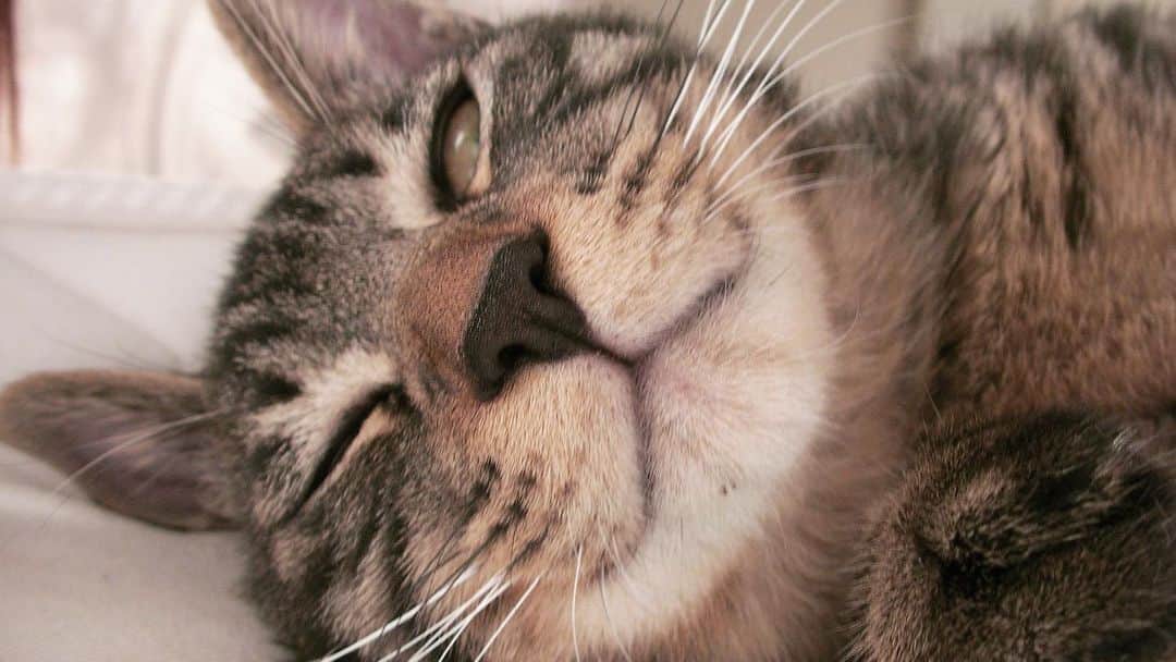Musashiのインスタグラム：「2008年6月のちびムサシさん。まどろみ。Fall into a doze. #mck延長戦 #musashi_the_cat #musashi #mck #cat #キジトラ #ムサシさん」