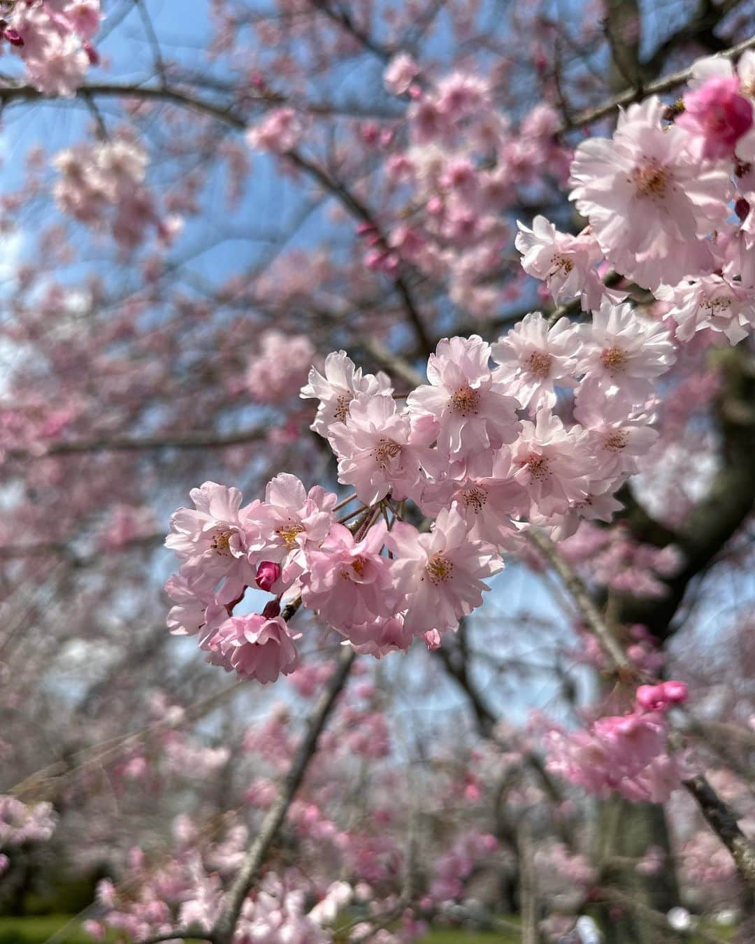 田中美麗さんのインスタグラム写真 - (田中美麗Instagram)「スマホフィルム「ルミエラ」  強く、美しく、見やすい無敵のガラスフィルムといったらルミエラ。  晴れた屋外の撮影は、反射のせいで画面が見えづらく、撮れてるのかわからない時ありますよね？ ルミエラならとても見やすく、反射も気にせず画面を見て撮影できて、それが私は1番感動したかな。  貼り替える時も、エアーレスフィルムだから気泡も入りづらく、貼りやすかったよ。  よく、スマホを落とす私にとっては強度ガラスは本当に助かりますし、何よりお子さんなどいらっしゃる方は今はタブレットでお勉強をする時代だと思うので、 このルミエラは目にも優しく、本当におすすめです。  ぜひ♪チェックしてみてください。 感動するよ。  お花も撮ってみました。 晴れた日でも撮りやすくて、カメラ撮影がより楽しくなりましたよ✨  @lumiera_sns  @narrow_official  #lumiera #ルミエラ #ガラスフィルム #保護フィルム #ルミエラアンバサダー #スマホ #おすすめ」4月20日 18時44分 - mirei_tanaka_