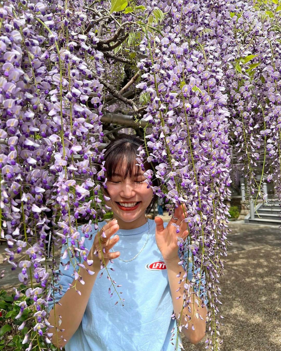 生駒幸恵さんのインスタグラム写真 - (生駒幸恵Instagram)「藤の花🪻  初めて、こんなに大きな藤の花をみに。 まだ８分咲きくらいだったけれど 感動ものでした🥺  人がいないっていうのがポイント💜🩵✨  写真たくさん撮ってもらって なかなか選べなかったのでたくさん載せます📷😚 私の多毛をご覧ください🤣  #藤の花 #藤 #伊東市 #林泉寺 #林泉寺の長藤 #天然記念物 #フジ #フジの花」4月20日 18時39分 - sachi_918