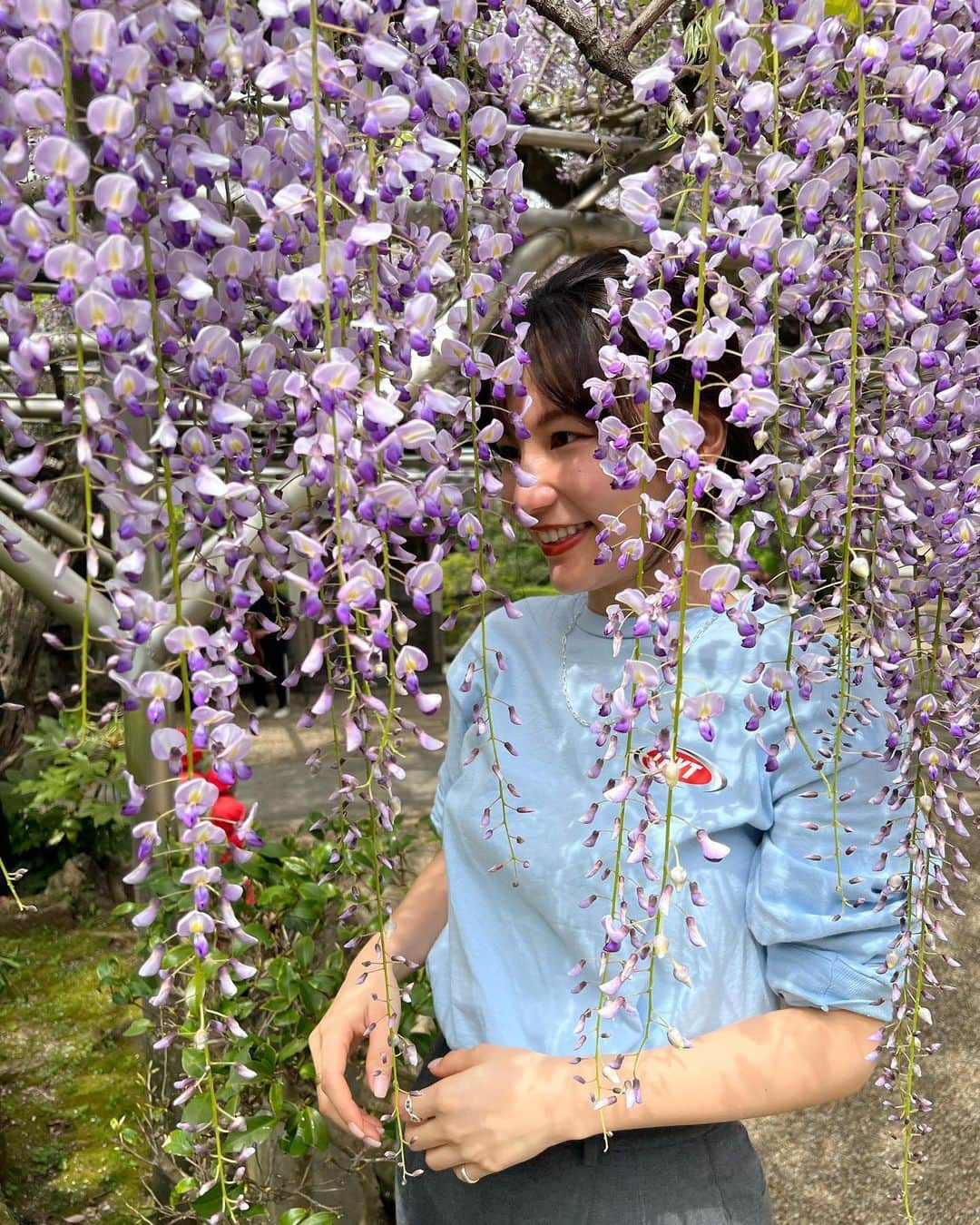 生駒幸恵さんのインスタグラム写真 - (生駒幸恵Instagram)「藤の花🪻  初めて、こんなに大きな藤の花をみに。 まだ８分咲きくらいだったけれど 感動ものでした🥺  人がいないっていうのがポイント💜🩵✨  写真たくさん撮ってもらって なかなか選べなかったのでたくさん載せます📷😚 私の多毛をご覧ください🤣  #藤の花 #藤 #伊東市 #林泉寺 #林泉寺の長藤 #天然記念物 #フジ #フジの花」4月20日 18時39分 - sachi_918