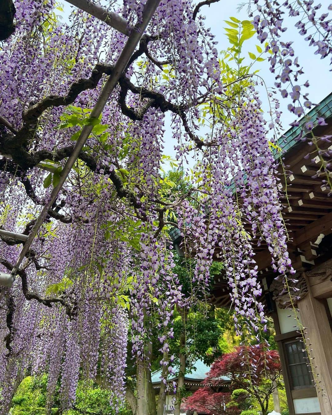 生駒幸恵さんのインスタグラム写真 - (生駒幸恵Instagram)「藤の花🪻  初めて、こんなに大きな藤の花をみに。 まだ８分咲きくらいだったけれど 感動ものでした🥺  人がいないっていうのがポイント💜🩵✨  写真たくさん撮ってもらって なかなか選べなかったのでたくさん載せます📷😚 私の多毛をご覧ください🤣  #藤の花 #藤 #伊東市 #林泉寺 #林泉寺の長藤 #天然記念物 #フジ #フジの花」4月20日 18時39分 - sachi_918