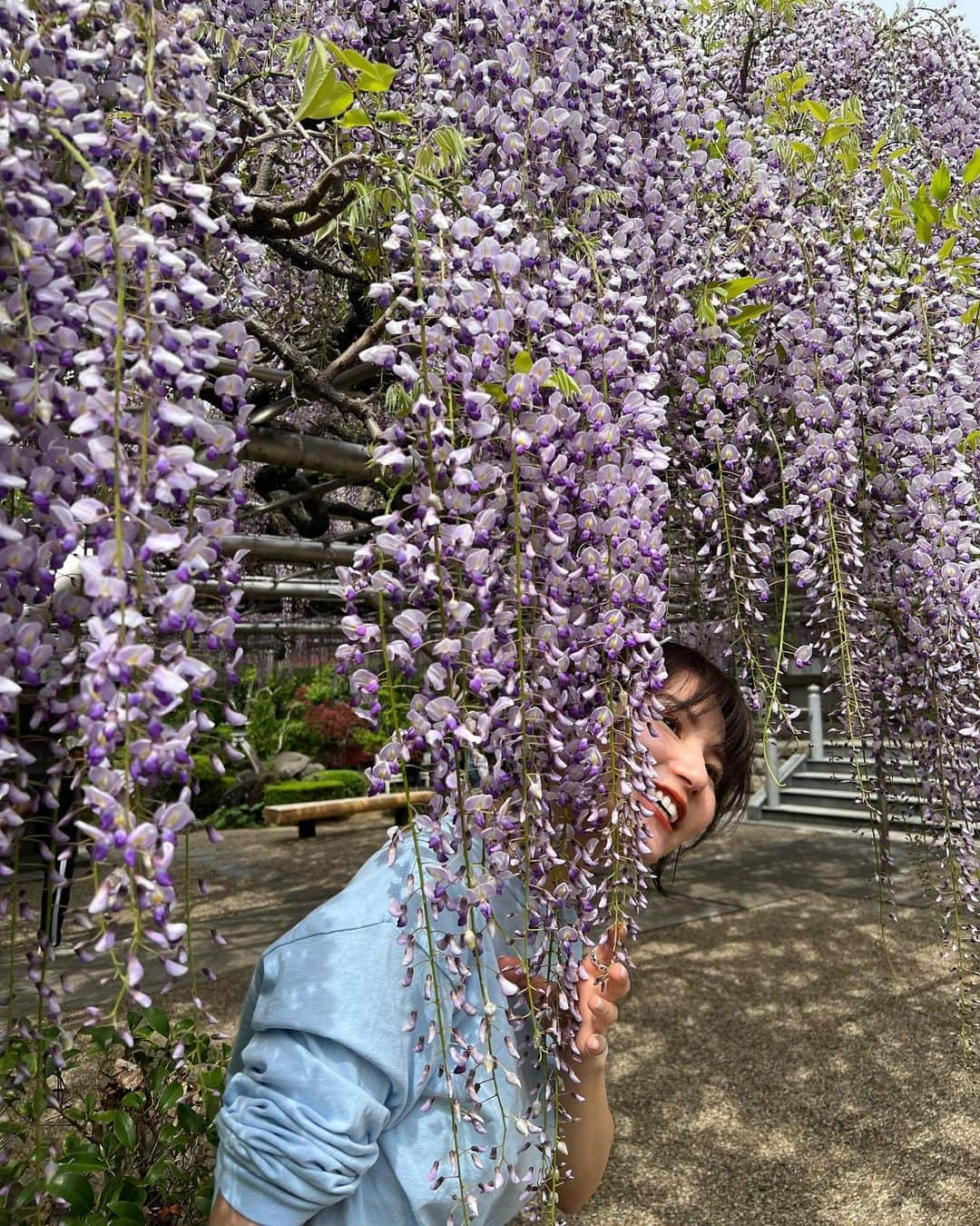 生駒幸恵さんのインスタグラム写真 - (生駒幸恵Instagram)「藤の花🪻  初めて、こんなに大きな藤の花をみに。 まだ８分咲きくらいだったけれど 感動ものでした🥺  人がいないっていうのがポイント💜🩵✨  写真たくさん撮ってもらって なかなか選べなかったのでたくさん載せます📷😚 私の多毛をご覧ください🤣  #藤の花 #藤 #伊東市 #林泉寺 #林泉寺の長藤 #天然記念物 #フジ #フジの花」4月20日 18時39分 - sachi_918