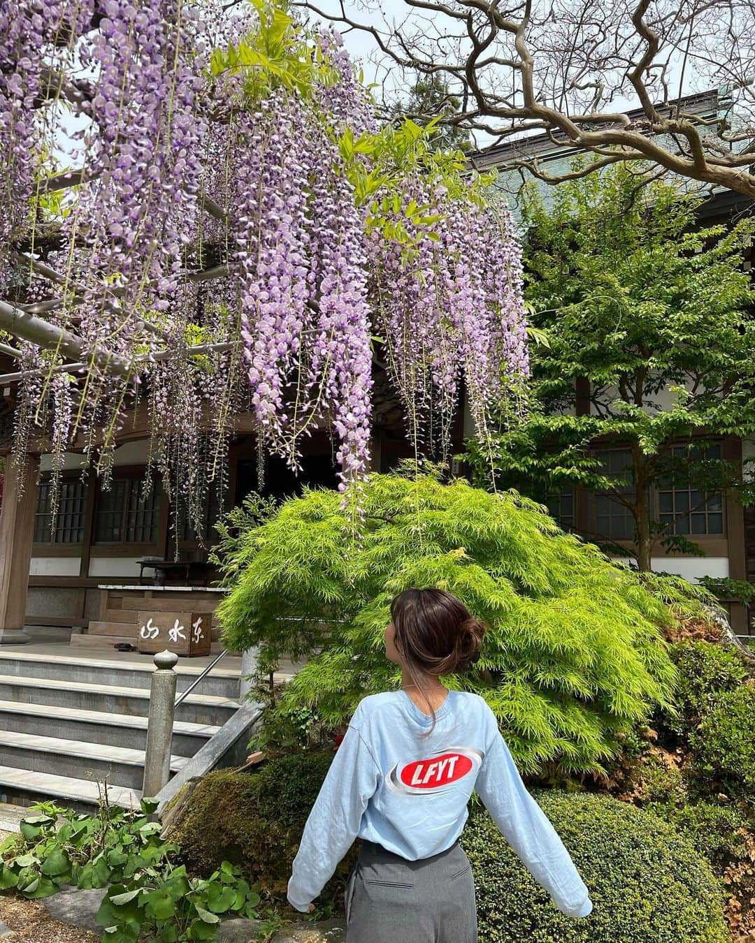 生駒幸恵さんのインスタグラム写真 - (生駒幸恵Instagram)「藤の花🪻  初めて、こんなに大きな藤の花をみに。 まだ８分咲きくらいだったけれど 感動ものでした🥺  人がいないっていうのがポイント💜🩵✨  写真たくさん撮ってもらって なかなか選べなかったのでたくさん載せます📷😚 私の多毛をご覧ください🤣  #藤の花 #藤 #伊東市 #林泉寺 #林泉寺の長藤 #天然記念物 #フジ #フジの花」4月20日 18時39分 - sachi_918