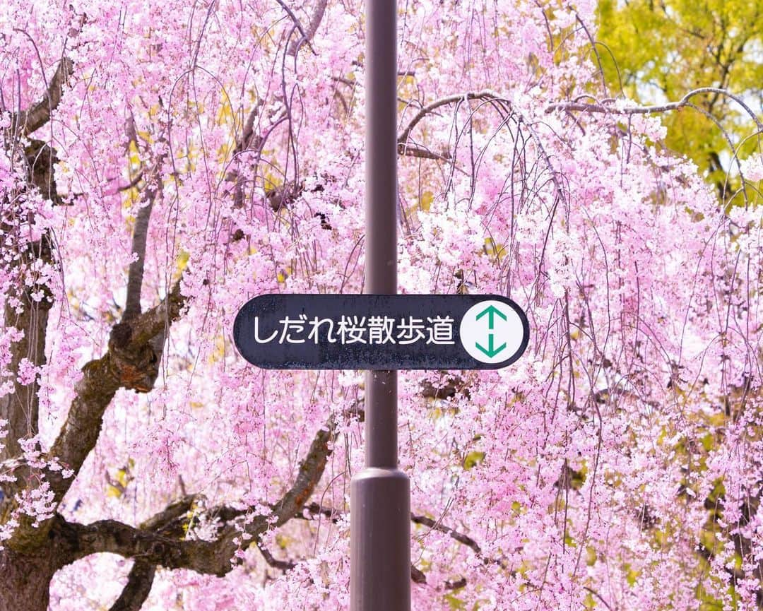 詩歩さんのインスタグラム写真 - (詩歩Instagram)「📷 14th April 2023   📍 福島県 日中線しだれ桜並木 / Nicchu Line Weeping Cherry Blossom, Fukushima Japan  顔に当たるほど近い、しだれ桜のカーテン🌸  ここは福島県喜多方市にある #日中線しだれ桜並木 。 かつて運行していた日中線跡地を整備した約3Kmの道路に、1,000本ものしだれ桜が立ち並ぶ桜の名所なんです！  例年は４月中旬に見頃を迎えるけど、2023年は早く開花。訪れた日はすでに満開を少し過ぎていたけど、薄く差し込んだ光に濃いピンク色が映えて美しかった〜✨  しだれ桜の下を歩くと、身長低めな私でも花が頭にあたってしまうくらい間近😳気を抜いて歩いてると顔に直撃するのでお気をつけて笑　  桜並木は喜多方駅近くから伸びているけど、この桜のトンネルになってるのは駅から離れた北側部分のみ！歩いて巡る場合は、まずバスやタクシーで北端まで来て駅まで戻りながら撮影するのがおすすめです📷  福島県の写真はこのタグでまとめています / Photos of this area can be found in this tag.→ #shiho_fukushima   A curtain of weeping cherry trees, so close that it hits my in the face. This is the Nicchu Line weeping cherry blossom street in Kitakata City, Fukushima Prefecture. The 3-km road was built on the former site of the Nichu Line, and is a famous cherry blossom viewing spot with 1,000 weeping cherry trees!  Usually the best time to see the blossoms is in mid-April, but in 2023 the blossoms bloomed early. The day I visited was already a little past full bloom, but the deep pink color shone beautifully in the pale light! Walking under the weeping cherry blossoms, I was so close to the blossoms that even I, a short person, could have hit my head! Be careful not to get hit in the face if you are not careful while walking. The rows of cherry trees extend from near Kitakata Station, but this tunnel of cherry blossoms is only on the north side, away from the station! If you want to go around on foot, I recommend that you first take a bus or cab to the north end and then return to the station to take pictures.  ©︎Shiho/詩歩」4月20日 19時03分 - shiho_zekkei