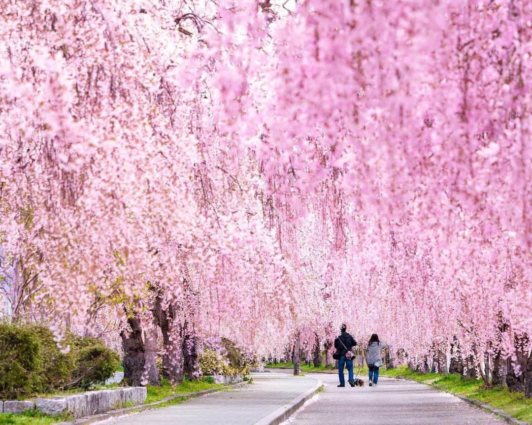 詩歩のインスタグラム：「📷 14th April 2023   📍 福島県 日中線しだれ桜並木 / Nicchu Line Weeping Cherry Blossom, Fukushima Japan  顔に当たるほど近い、しだれ桜のカーテン🌸  ここは福島県喜多方市にある #日中線しだれ桜並木 。 かつて運行していた日中線跡地を整備した約3Kmの道路に、1,000本ものしだれ桜が立ち並ぶ桜の名所なんです！  例年は４月中旬に見頃を迎えるけど、2023年は早く開花。訪れた日はすでに満開を少し過ぎていたけど、薄く差し込んだ光に濃いピンク色が映えて美しかった〜✨  しだれ桜の下を歩くと、身長低めな私でも花が頭にあたってしまうくらい間近😳気を抜いて歩いてると顔に直撃するのでお気をつけて笑　  桜並木は喜多方駅近くから伸びているけど、この桜のトンネルになってるのは駅から離れた北側部分のみ！歩いて巡る場合は、まずバスやタクシーで北端まで来て駅まで戻りながら撮影するのがおすすめです📷  福島県の写真はこのタグでまとめています / Photos of this area can be found in this tag.→ #shiho_fukushima   A curtain of weeping cherry trees, so close that it hits my in the face. This is the Nicchu Line weeping cherry blossom street in Kitakata City, Fukushima Prefecture. The 3-km road was built on the former site of the Nichu Line, and is a famous cherry blossom viewing spot with 1,000 weeping cherry trees!  Usually the best time to see the blossoms is in mid-April, but in 2023 the blossoms bloomed early. The day I visited was already a little past full bloom, but the deep pink color shone beautifully in the pale light! Walking under the weeping cherry blossoms, I was so close to the blossoms that even I, a short person, could have hit my head! Be careful not to get hit in the face if you are not careful while walking. The rows of cherry trees extend from near Kitakata Station, but this tunnel of cherry blossoms is only on the north side, away from the station! If you want to go around on foot, I recommend that you first take a bus or cab to the north end and then return to the station to take pictures.  ©︎Shiho/詩歩」