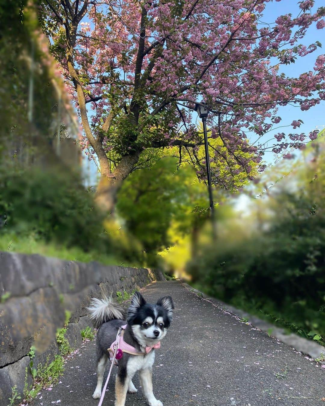 海隼人（有馬佐織）さんのインスタグラム写真 - (海隼人（有馬佐織）Instagram)「八重桜散る間際のお写真🌸  マハロの口元に注目🫣  何か出てるよ って拭こうとしても拭かせてくれないので😑 嫌いな写真🤳を撮ってやりました🤪  #八重桜とよだれ #お散歩 #mahalo#マハロ #女の子 #成長の記録 #memories  #2023#japan #april  #2月16日生まれ  #10歳2ヶ月 #photography  #dog#instadog #愛犬#親バカ部 #ロングコートチワワ#わんこ  #ブラックタンアンドホワイト #犬のいる暮らし #mylittleangel  #smile#happy #😆#❤️ #元宝塚#宝塚og #海隼人」4月20日 19時24分 - saorimahalo