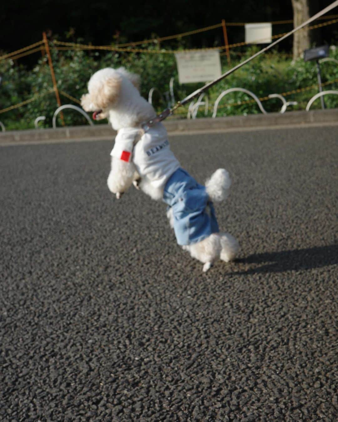 橋下美好さんのインスタグラム写真 - (橋下美好Instagram)「ルルと休日まったり🐕  カメラ持って代々木公園歩き回って 飼い主はヘトヘトです。。  初めて犬社会を学んだルルでした。」4月20日 19時39分 - miyoshikun
