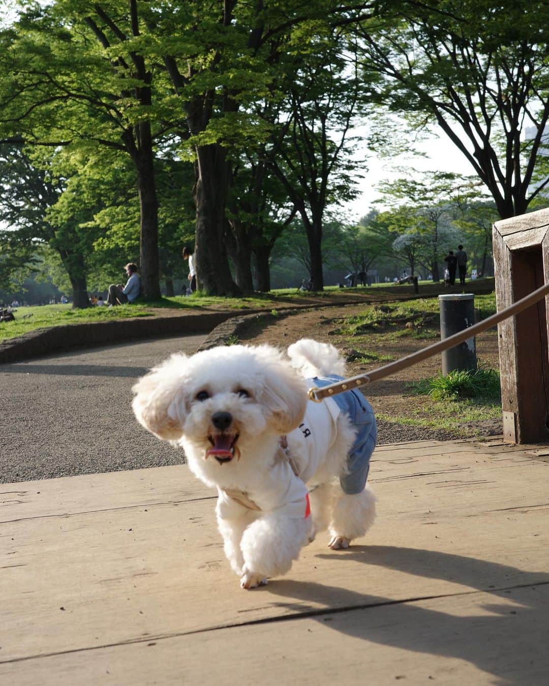 橋下美好さんのインスタグラム写真 - (橋下美好Instagram)「ルルと休日まったり🐕  カメラ持って代々木公園歩き回って 飼い主はヘトヘトです。。  初めて犬社会を学んだルルでした。」4月20日 19時39分 - miyoshikun