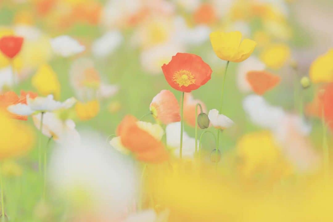 花の写真館のインスタグラム：「Photo by 落合 俊哉. . Original Post[投稿いただいたURL] https://www.facebook.com/photo.php?fbid=2008061512711835 . 本アカウントは、 #私の花の写真 をつけてInstagramに投稿された皆さまの花の写真や、「花の写真館」Facebookページで投稿された花の写真を紹介します。 「花の写真館」Facebookページは、「 @floral.photograph 」のプロフィールにあるURLからご覧ください。 . ※各種法令、マナー、関係者の指示に従った撮影をお願いします。 *Please ensure that your photography adheres to all relevant laws, etiquette, and instructions issued by authorized persons. ※本アカウントは東京カメラ部がFacebook、Instagramのサービスを利用して運営しているもので、Meta社・Instagramとは一切関係ありません。 . #花の写真館 #floralphotograph #floralphoto #flower #flowers Follow: @floral.photograph」