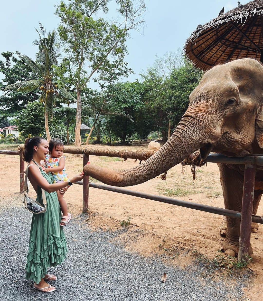 タヤ・ロジャースのインスタグラム：「🐘💕 stopped by @samuielephantsanctuary with our friends to introduce them to our friendly giants in their elephant retirement home 🥹 When you’re visiting our beautiful island don’t forget to stop by and say hi to our gigantic friends 🥰🫶🏽」