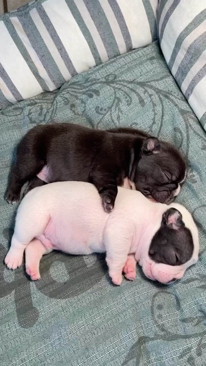 Regeneratti&Oliveira Kennelのインスタグラム：「These spooning puppies are here to melt your heart 💗🐶」