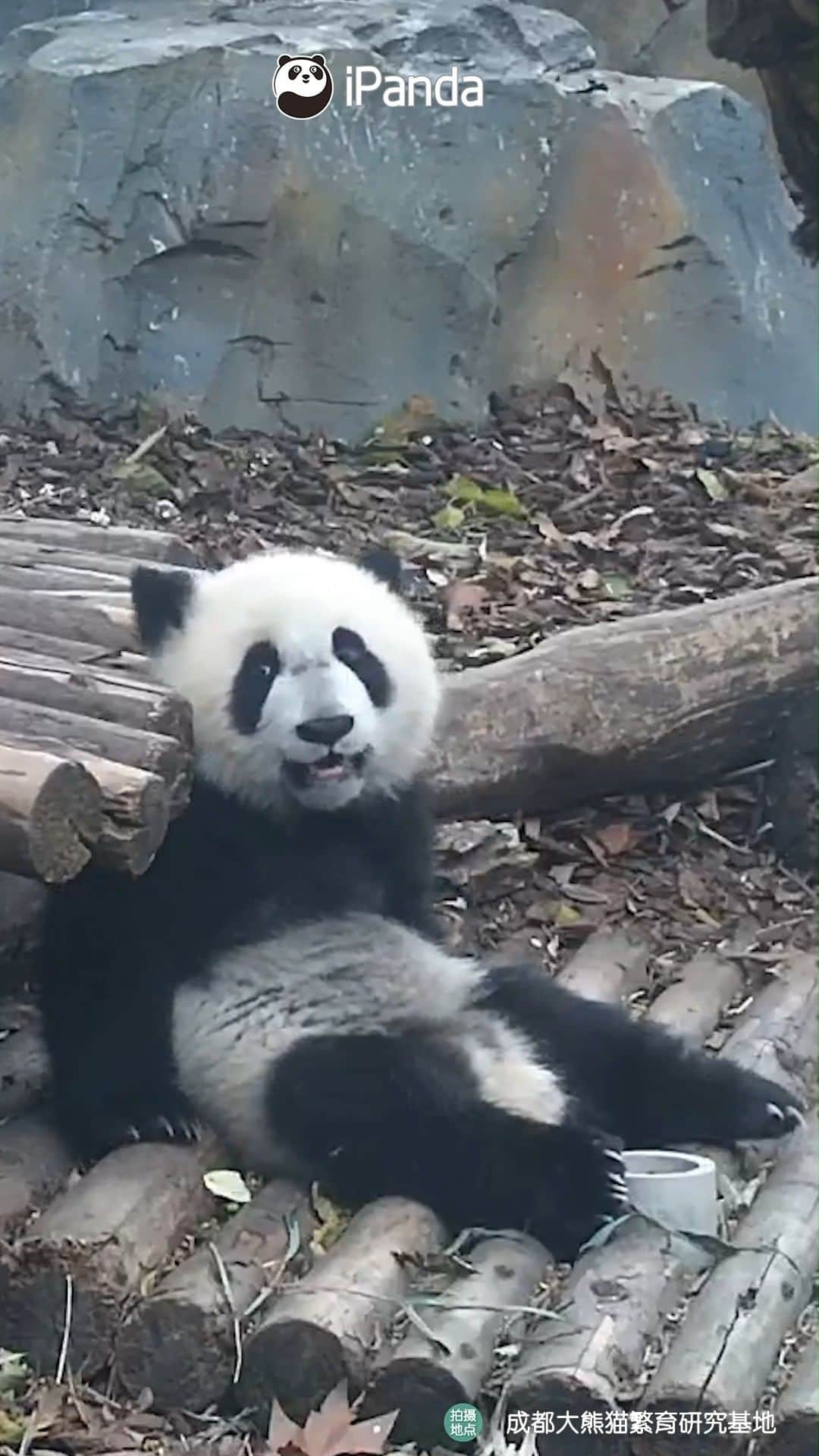 のインスタグラム：「Do you grow up with a squirrel? Why do you store the apple slice in your mouth like a squirrel? (Jia Xin) 😋 🐼 🐼 🐼 #Panda #iPanda #Cute #HiPanda #PandaMoment #ChengduPandaBase #BestJobInTheWorld  For more panda information, please check out: http://en.ipanda.com」