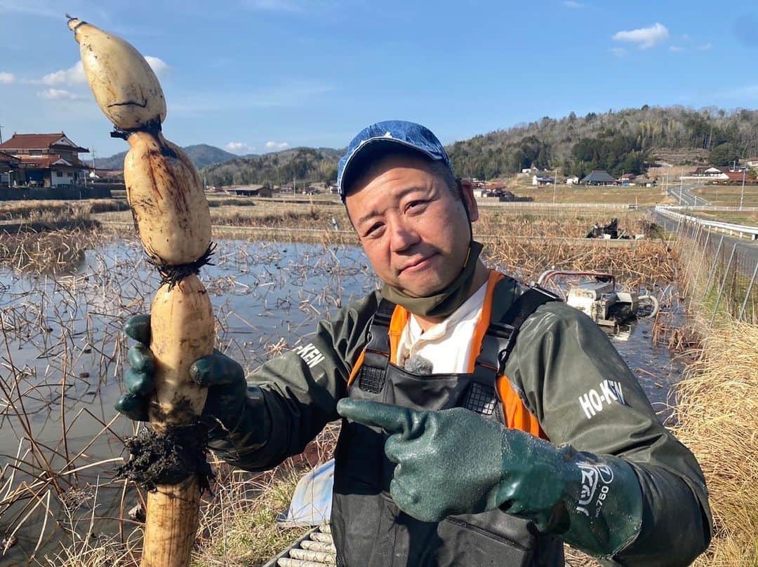 のインスタグラム：「べっぴんさんっ✨  今週22日(土)の『#西村キャンプ場』は、 新たな旅がスタートしますっ🏕  広島県三原市と竹原市をめぐる新シリーズ …その名も「三原・竹原ハラハラキャンプ旅」😲  三原市で地元の女性たちが手がける “べっぴんさん”なレンコンを収穫✨美しい〜  #バイきんぐ #バイきんぐ西村 #西村瑞樹 #キャンプ #camp #キャンプ場 #広島 #竹原 #三原 #ハラハラ #れんこん #レンコン #べっぴんさん」