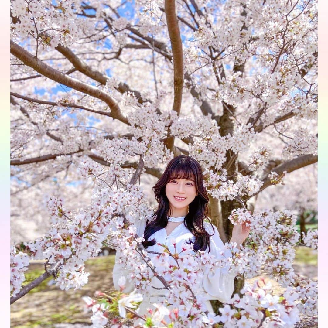 長柄ひろみさんのインスタグラム写真 - (長柄ひろみInstagram)「#sakura 🌸  今、北海道では桜が満開みたいですね🥰🌸  もう一回桜見に行きたいな〜🥺🌸  ここを見てくれている方の中にも北海道で、まさにお花見楽しんでるよって方もいるかもしれませんね😊✨  今日はとにかく暑くて、春を通り越して夏がきそうな勢いでしたね🌞 もうこれからずっと暑いのかな🙄？  ｡・ﾟ・。❀｡・ﾟ・。❀｡・ﾟ・。❀｡・ﾟ・｡❀。・ﾟ・。  #さくら」4月20日 20時18分 - aoi_asahi