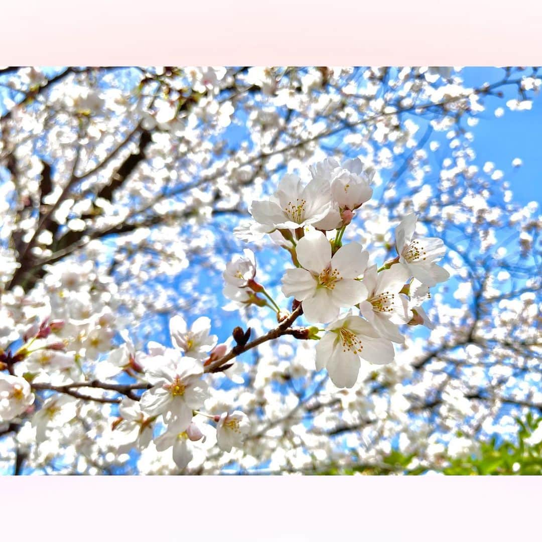 長柄ひろみさんのインスタグラム写真 - (長柄ひろみInstagram)「#sakura 🌸  今、北海道では桜が満開みたいですね🥰🌸  もう一回桜見に行きたいな〜🥺🌸  ここを見てくれている方の中にも北海道で、まさにお花見楽しんでるよって方もいるかもしれませんね😊✨  今日はとにかく暑くて、春を通り越して夏がきそうな勢いでしたね🌞 もうこれからずっと暑いのかな🙄？  ｡・ﾟ・。❀｡・ﾟ・。❀｡・ﾟ・。❀｡・ﾟ・｡❀。・ﾟ・。  #さくら」4月20日 20時18分 - aoi_asahi