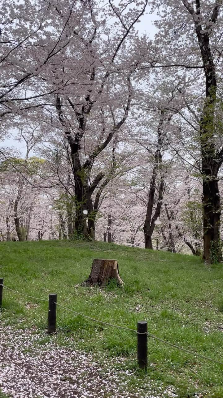 吹春友介のインスタグラム：「来年も🌸👍👍」