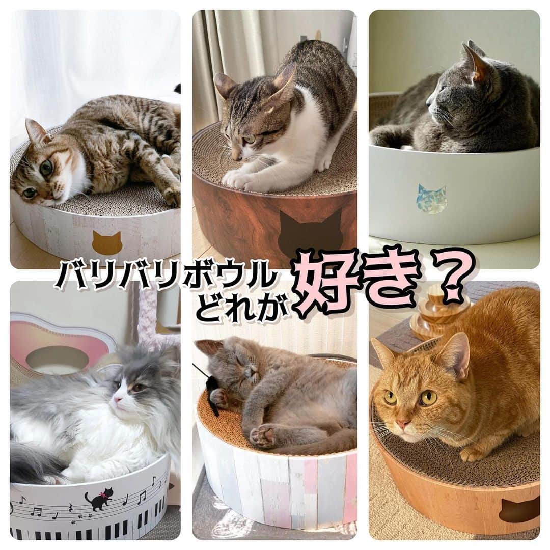 猫壱（ねこいち•ネコイチ）のインスタグラム：「店舗限定品もありますが、通常購入できるバリバリボウル達❤︎ みにゃさんは、どのバリバリボウルが好きですか？  @nahcigomoy さん @love626gram さん @luna_nyan_ さん @noah2020.10.03 さん @jill___0923 さん @marin_6.21 さん お写真をありがとうございました😊 お写真の商品は バリバリボウル でした🐈  :::::::::猫壱 :::::::   猫壱商品を使ってくれている写真や動画に【猫壱写真館】のハッシュタグをつけてポストしてください✨  猫壱SNSなどでリポスト・紹介されるかも？！  猫壱HPにも掲載されるチャンスも🥺  ぜひ皆さんハッシュタグをつけてポストしてくださいね🥺    @necoichicojp のハイライトから応募要項をチェックして是非ご応募くださいね❤   Reproduction is  prohibited.  ...........................................................................  #猫壱写真館  #猫壱 #necoichi ...........................................................................」