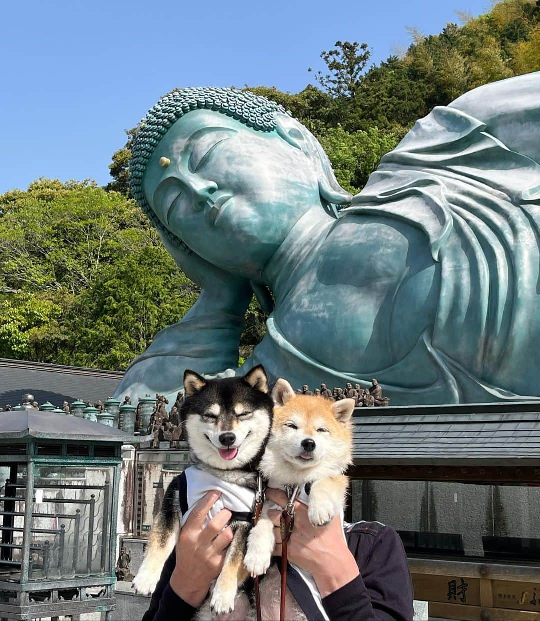 豆柴なつ&ふゆのインスタグラム