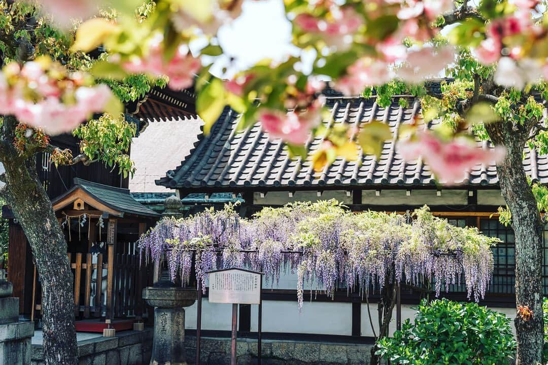 京都いいとこフォトさんのインスタグラム写真 - (京都いいとこフォトInstagram)「. 六孫王神社。 藤と八重桜が、晩春の境内に彩りを添えていました。 . Rokusonno Shrine. Wisteria and double-flowered cherry trees added color to the shrine grounds in late spring. . Date:2023.4.13 Location:#六孫王神社 #rokusonnoshrine Photo:@iharalba .」4月20日 20時45分 - kyoto_iitoko