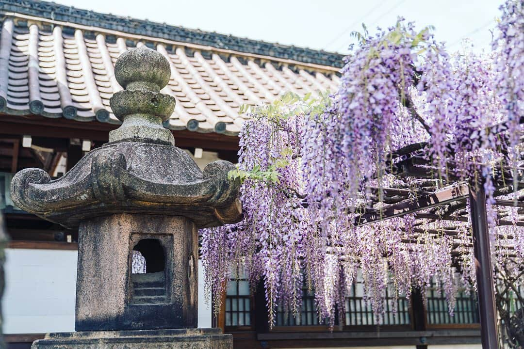 京都いいとこフォトさんのインスタグラム写真 - (京都いいとこフォトInstagram)「. 六孫王神社。 藤と八重桜が、晩春の境内に彩りを添えていました。 . Rokusonno Shrine. Wisteria and double-flowered cherry trees added color to the shrine grounds in late spring. . Date:2023.4.13 Location:#六孫王神社 #rokusonnoshrine Photo:@iharalba .」4月20日 20時45分 - kyoto_iitoko