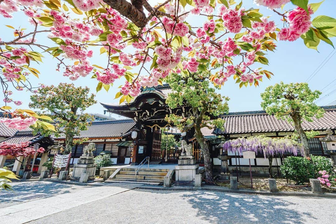 京都いいとこフォトのインスタグラム：「. 六孫王神社。 藤と八重桜が、晩春の境内に彩りを添えていました。 . Rokusonno Shrine. Wisteria and double-flowered cherry trees added color to the shrine grounds in late spring. . Date:2023.4.13 Location:#六孫王神社 #rokusonnoshrine Photo:@iharalba .」
