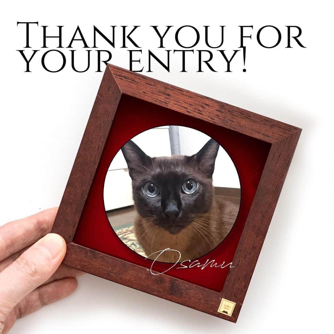 わくねこ羊毛フェルトさんのインスタグラム写真 - (わくねこ羊毛フェルトInstagram)「Thank you very much for your entries to the Wakuneco Order Entry!  This was the first time in two years that I was looking for a model cat, I am very grateful to the many people from all over the world who entered , I am filled with gratitude. Thank you very, very much.  For those of you who have been looking forward to the entry, I apologize for the delay in reporting the results.  I have read all the messages with great care. I am filled with various feelings. I always wish I could reach more people.  Next, I have decided which cat I will create. It is a cat of a Japanese woman living abroad. He is called “Osamu".  I would like to express my sincere appreciation to those who have applied for this entry. I would be very happy if you could continue your entry status.  I would like to decide on another new one for the next two to three years, each time I finish a piece.  Even though I can only send my works to a few people I feel it is like a miracle that so many people support my work.  Thank you very much for your support.  I would like to introduce you to Osamu through the production that is about to begin!  I hope you will enjoy my creation process with me!  わくねこオーダーエントリーへ、たくさんのご応募をありがとうございました❣️  今回、2年ぶりのモデル猫ちゃん募集でしたが、 世界中からたくさんの方々がエントリーしてくださり、 感謝の気持ちでいっぱいです💐  本当に、本当にありがとうございます。  ご報告が遅くなり、楽しみにしてくださった方には お待たせしてしまい申し訳ありません。  すべてのメッセージを大切に読ませていただきました。 色々な思いがこみ上げています。。  もっとたくさんの人に届けられたら、、、 と、いつも思うのですが  私に与えられるご縁にも限りがあり やはり、目の前の一人に全力を尽くしていくことしかできないのだなあと つくづく感じます。  次に私が制作する猫ちゃんを決定させていただきました。 海外に住む日本人女性の猫ちゃん 「修くん」です。  今回ご応募いただきました方には、 どうかこのままエントリー状態を継続していてくださると嬉しいです。 2〜3年の間、一つの作品を終えるごとに また一人お声がけさせていただく形にさせてください🙏  制作のペースが遅く 投稿頻度も多くない私ですが  僅かな人にしか作品を届けられないにもかかわらず それなのに多くの方々に応援していただいていることを 奇跡のように感じています。  皆様、 いつも本当にありがとうございます。  私にできることなどたかが知れているのですが、 これからも精一杯制作に向き合っていきたいと思います！  これから始まる制作を通じて 少しずつ修くんのことを紹介していきたいと思います！  ぜひ、覗いていただけると嬉しいです！☺️🙏❤️  #猫 #ねこ部 #meow #ilovemycat #needlefelting #고양이 #양모펠트 #羊毛毡 #羊毛フェルト #ハンドメイド猫 #羊毛フェルト作品 #羊毛フェルト猫 #羊毛氈 #흰고양이 #feltart #artwoks #アート」4月20日 20時48分 - wakuneco