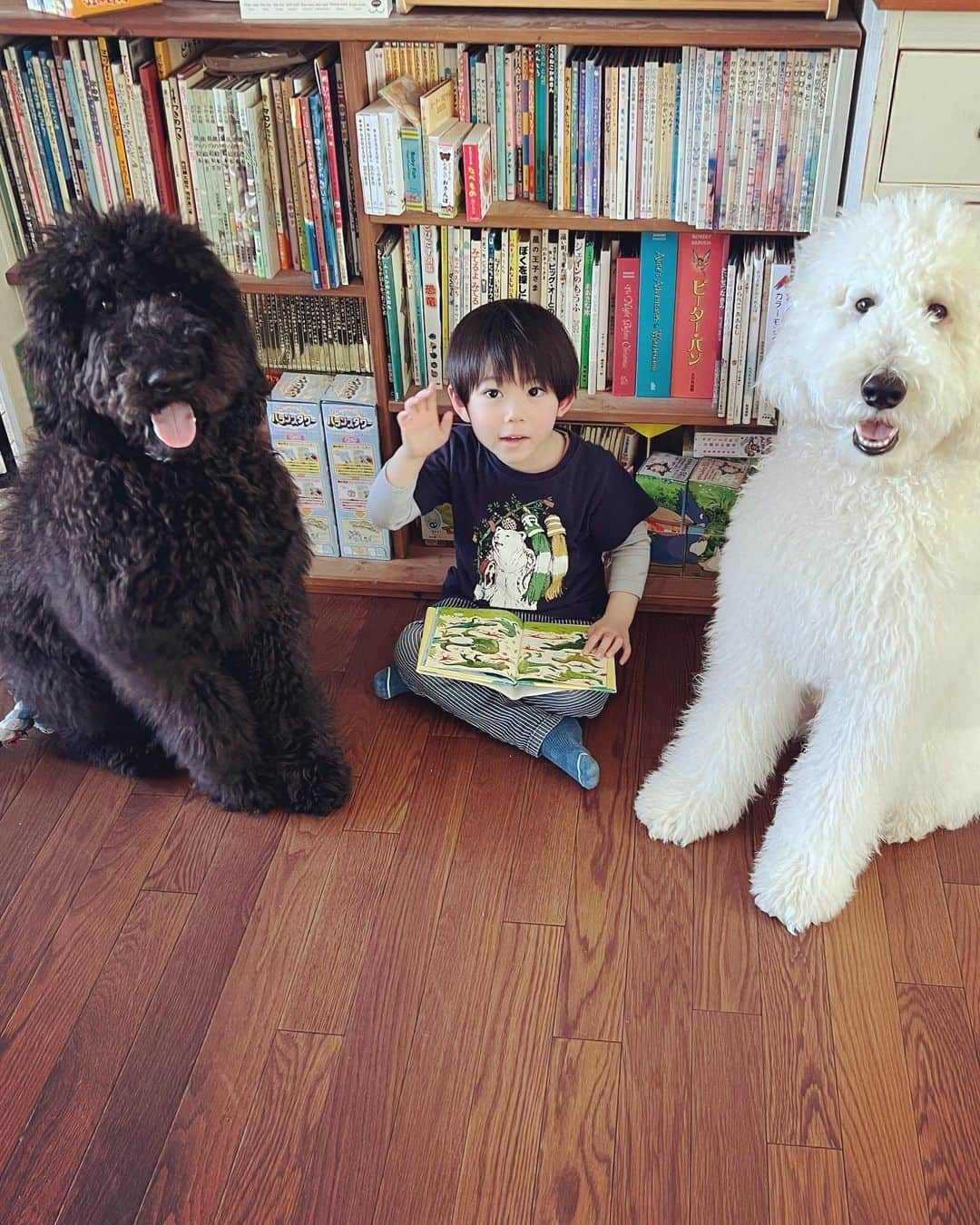 たまねぎさんのインスタグラム写真 - (たまねぎInstagram)「. . 読書の邪魔をするのはだあれ？  #standardpoodle #スタンダードプードル #poodle #いぬのいる生活 #大型犬 #いぬのきもち #犬と暮らす #いぬなしでは生きていけません  #生後6ヶ月 #同胎犬 #フランソワ王国出身 #大型犬との暮らし #しろくろ #大型犬と子ども #犬と子ども #読書」4月20日 21時00分 - tamanegi.qoo.riku