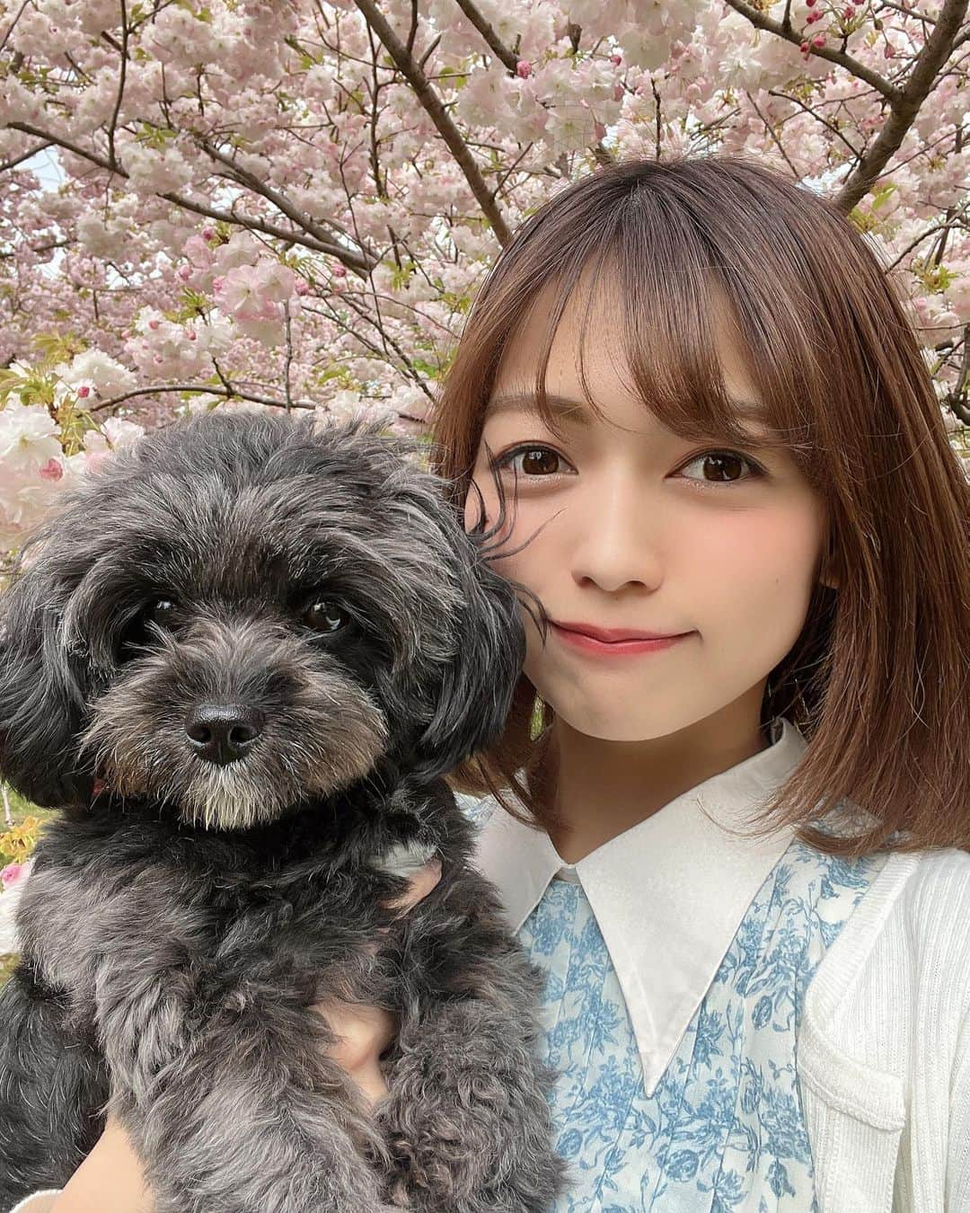 中村歩加のインスタグラム：「愛犬たちと 少し前にお花見散歩しました🌸  この子は、 キャバリア×トイプードルのMIXの くうです🐶💭🥨  お花見すごく好きなんだけど 散ってしまうと少し寂しいよね🥺  みんなはお花見しましたか？🌸🍡  #トイプードル #キャバリア #キャバリアキングチャールズスパニエル #公園巡り #公園 #新潟 #お散歩 #お散歩🐾 #キャバプー #キャバプー部」