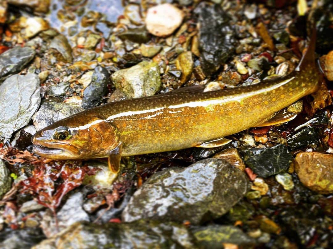 長島涼平のインスタグラム：「早くも2023年涼平的ベスト岩魚賞が出てしまいました。  皆で祝おう。  #岩魚 #イワナ #トラウト #たぶん尺 #渓流 #渓流ルアー #釣り #ベストイワナアワード」