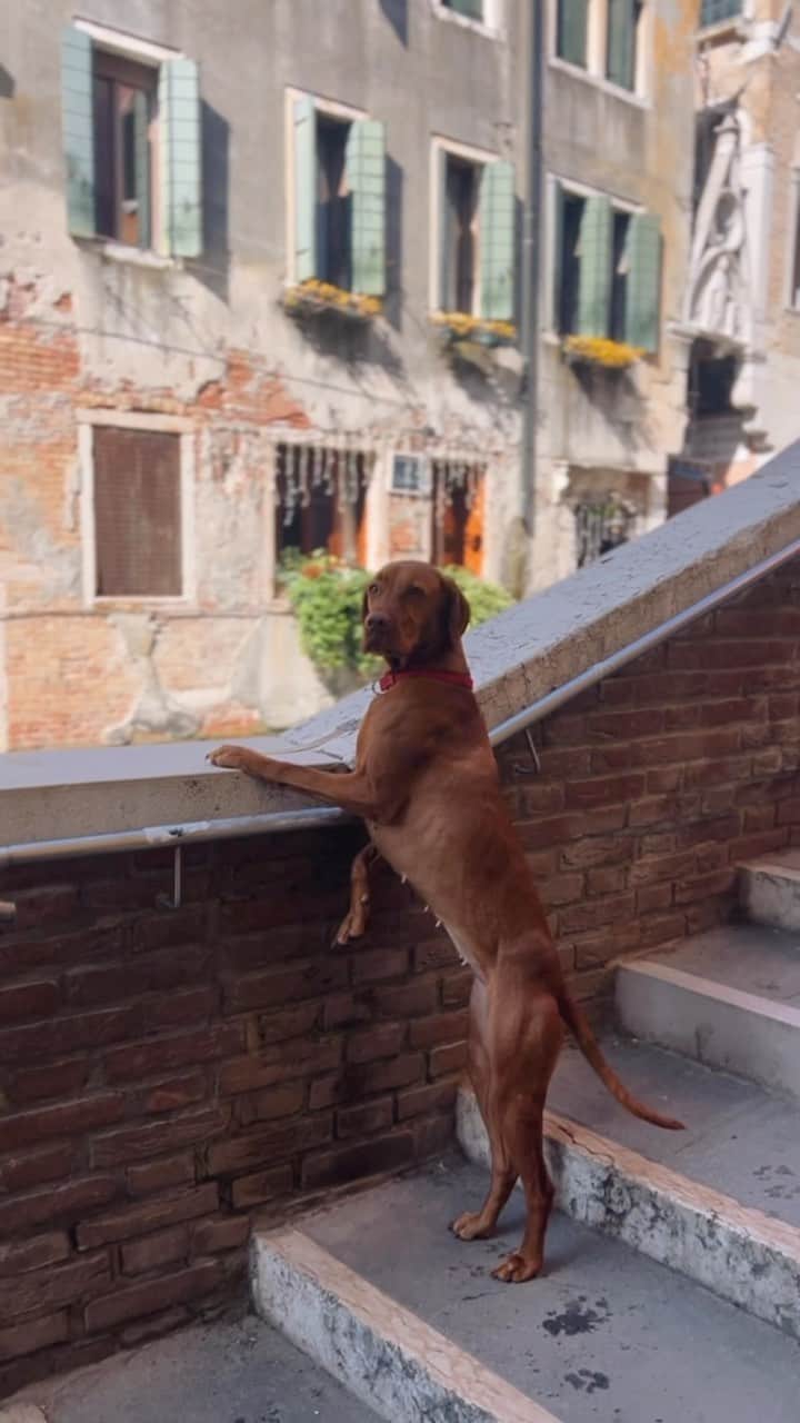 VuTheara Khamのインスタグラム：「Venetian Dog, Venezia, Italia (2023) . #venezia #dog #bestfriend #reels #trend #ReelsInstagram #Videography #videoediting #videooftheday」