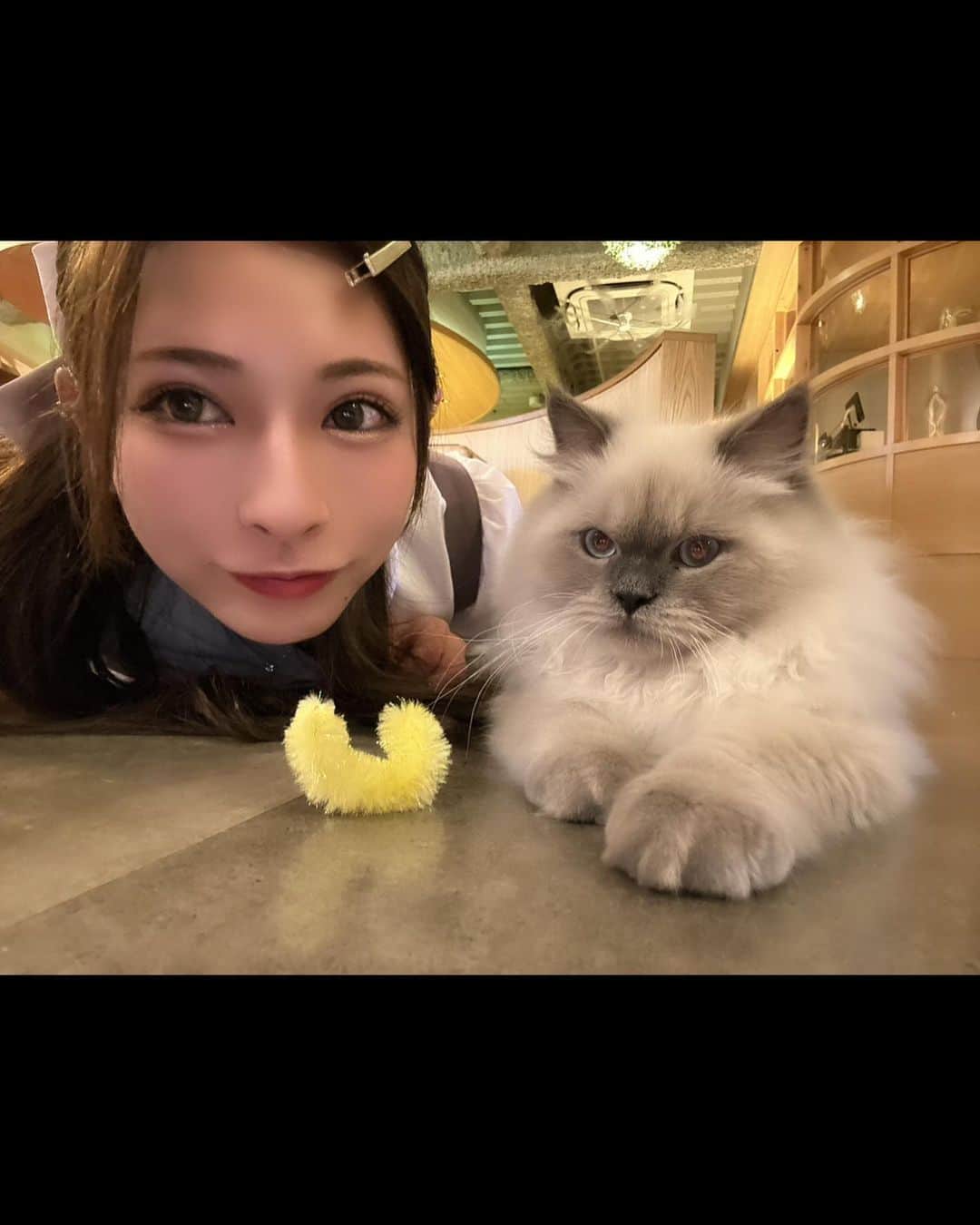 葉月美優さんのインスタグラム写真 - (葉月美優Instagram)「❥ゆうかまんと猫カフェMOCHAに遊びに行ったよ💕  天使がたくさんいた(⸝⸝o̴̶̷᷄ o̴̶̷̥᷅⸝⸝) 本当に癒やされるから毎回あっという間なんだよなぁ  今回は新宿店に行ったんだけど @mocha.sinjyuku  みんな好奇心大勢で遊んでくれるし 寄ってきてくれて可愛い(*´ω｀*)  途中から二人とも猫ちゃんたちに夢中になりすぎて別行動してたw 天使に囲まれてゆっくり飲み物も飲めたし最高の時間でした♡໒꒱·ﾟ  #猫カフェmocha #猫カフェ #新宿猫カフェ #新宿カフェ #カフェ巡り #猫スタグラム #猫好き #PR #catcafe #cafe #猫動画 #もふもふ猫 #もふもふ #動物カフェ #猫カフェモカ」4月20日 21時22分 - miu_haduki
