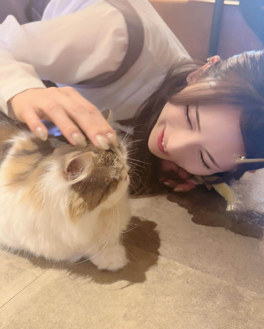 葉月美優さんのインスタグラム写真 - (葉月美優Instagram)「❥ゆうかまんと猫カフェMOCHAに遊びに行ったよ💕  天使がたくさんいた(⸝⸝o̴̶̷᷄ o̴̶̷̥᷅⸝⸝) 本当に癒やされるから毎回あっという間なんだよなぁ  今回は新宿店に行ったんだけど @mocha.sinjyuku  みんな好奇心大勢で遊んでくれるし 寄ってきてくれて可愛い(*´ω｀*)  途中から二人とも猫ちゃんたちに夢中になりすぎて別行動してたw 天使に囲まれてゆっくり飲み物も飲めたし最高の時間でした♡໒꒱·ﾟ  #猫カフェmocha #猫カフェ #新宿猫カフェ #新宿カフェ #カフェ巡り #猫スタグラム #猫好き #PR #catcafe #cafe #猫動画 #もふもふ猫 #もふもふ #動物カフェ #猫カフェモカ」4月20日 21時22分 - miu_haduki