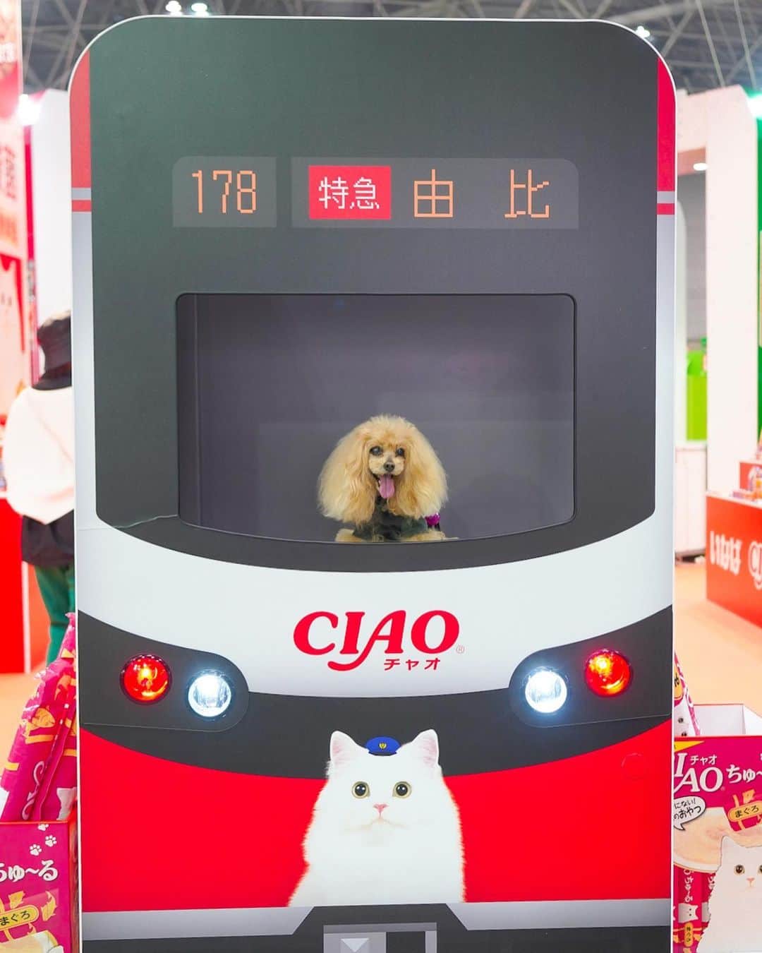 Toypoodle Mikuru?Asakusa Tokyoさんのインスタグラム写真 - (Toypoodle Mikuru?Asakusa TokyoInstagram)「20230420 Thursday.  ⭐️インターペット part 1⭐️ 3月末にインターペットに行きました🐶 会場が広くて沢山歩きましたよ！みくるちゃん😄  ボクタンが大好きだった  CIAOちゅ〜るの電車で写真撮りました🚋 みくるとボクタンがちゅ〜るの取り合いしているのを 懐かしく思います😌 ボクタンに会いたいなぁ😢  インターペットの画像は少しずつアップしていきたいと思います🐶  #インターペット #ciaoちゅーる  #toypoodle#poodle_playoffs#みくるん#トイプードル#プードル#ワンコなしでは生きて行けません会#貴婦狗 #東京トイプードル #poodlesofinstagram#instadog#cutedog#purapurafamily @i.am.mikuru #토이푸들」4月20日 21時17分 - purapura299