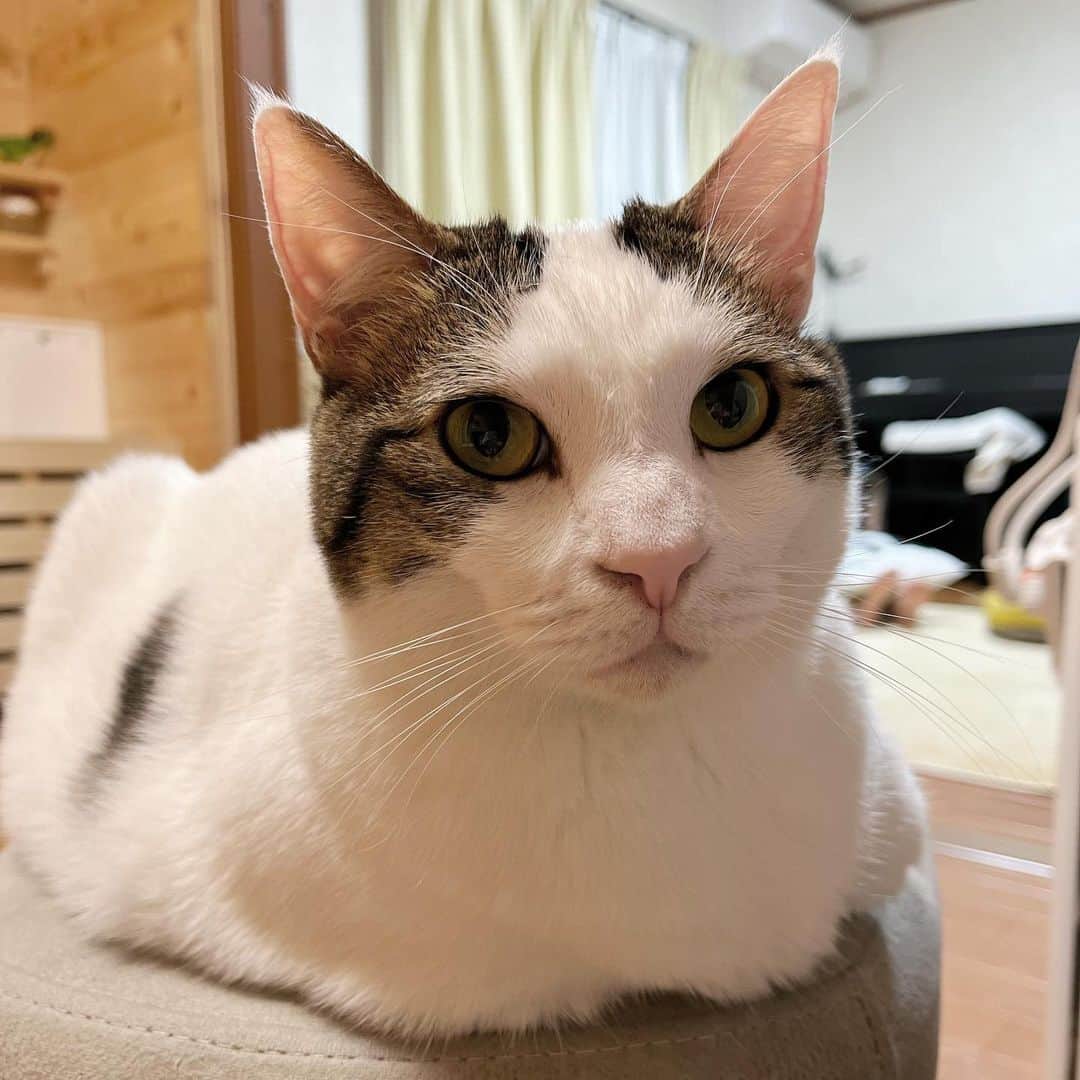 ひのき猫さんのインスタグラム写真 - (ひのき猫Instagram)「サイの椅子、かわいい顔で占領中♥️」4月20日 21時20分 - hinoki.cute.kitten