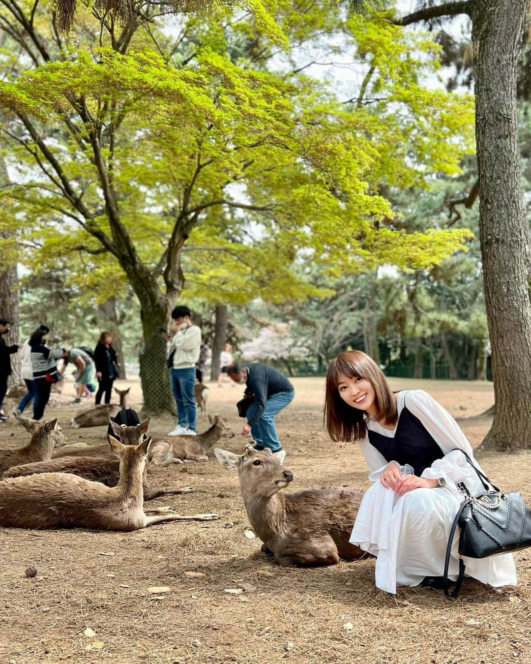 織田千穂さんのインスタグラム写真 - (織田千穂Instagram)「今年の桜は…🌸 奈良公園で大満喫したよ♡ * テレビで📺 コロナ禍になって観光客が一気に来なくなったから お腹空かせた鹿🦌がご飯求めて 道路に出て来ちゃうみたいなニュース見たので * さぞかしお腹空かせてるかなと思って行ってみたら… 既に海外の方など観光客の方で賑わっていて むしろほぼみんな大満腹で🦌 鹿せんべいを口に持って行っても いらん！と言わんばかりに ぷいっ！とされる始末🤣🤣🤣w 全く食べてくれない😂 * 満腹メンバーはみんな 木の下でゴロゴロ集まってて 餌には見向きもしなかった😂 * 16年前に(古w)奈良公園行った時には 買ったばかりの御守り持っていたら 走って駆け寄って来て🦌 御守りの袋食べられたのに (swipe9-10枚目、当時の余計な書き込み邪魔だなw)  今やみんなお腹いっぱいで満足してるとは良い事だ👏🏻  #奈良公園 #奈良 #special_spot_ #retro_japan_ #tripgramjp #nara #koufukuji #旅行 #旅 #日本 #trip #travelgram #travel #鹿 #過去pic #japanesetradition #公園 #小旅行 #桜 #japan🇯🇵」4月20日 21時28分 - chihoda