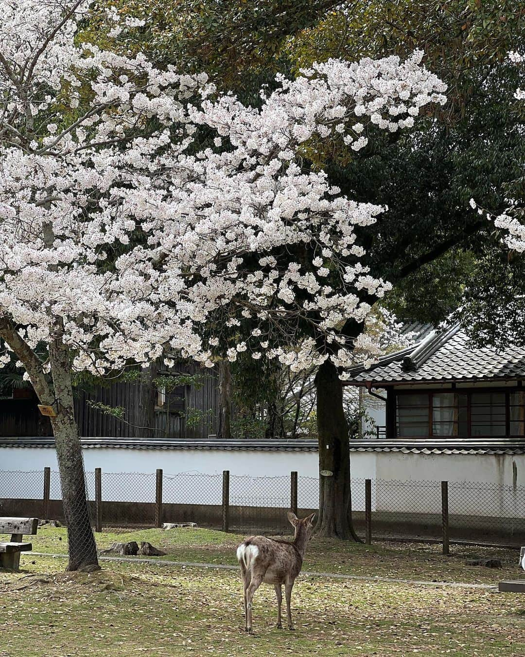 織田千穂さんのインスタグラム写真 - (織田千穂Instagram)「今年の桜は…🌸 奈良公園で大満喫したよ♡ * テレビで📺 コロナ禍になって観光客が一気に来なくなったから お腹空かせた鹿🦌がご飯求めて 道路に出て来ちゃうみたいなニュース見たので * さぞかしお腹空かせてるかなと思って行ってみたら… 既に海外の方など観光客の方で賑わっていて むしろほぼみんな大満腹で🦌 鹿せんべいを口に持って行っても いらん！と言わんばかりに ぷいっ！とされる始末🤣🤣🤣w 全く食べてくれない😂 * 満腹メンバーはみんな 木の下でゴロゴロ集まってて 餌には見向きもしなかった😂 * 16年前に(古w)奈良公園行った時には 買ったばかりの御守り持っていたら 走って駆け寄って来て🦌 御守りの袋食べられたのに (swipe9-10枚目、当時の余計な書き込み邪魔だなw)  今やみんなお腹いっぱいで満足してるとは良い事だ👏🏻  #奈良公園 #奈良 #special_spot_ #retro_japan_ #tripgramjp #nara #koufukuji #旅行 #旅 #日本 #trip #travelgram #travel #鹿 #過去pic #japanesetradition #公園 #小旅行 #桜 #japan🇯🇵」4月20日 21時28分 - chihoda