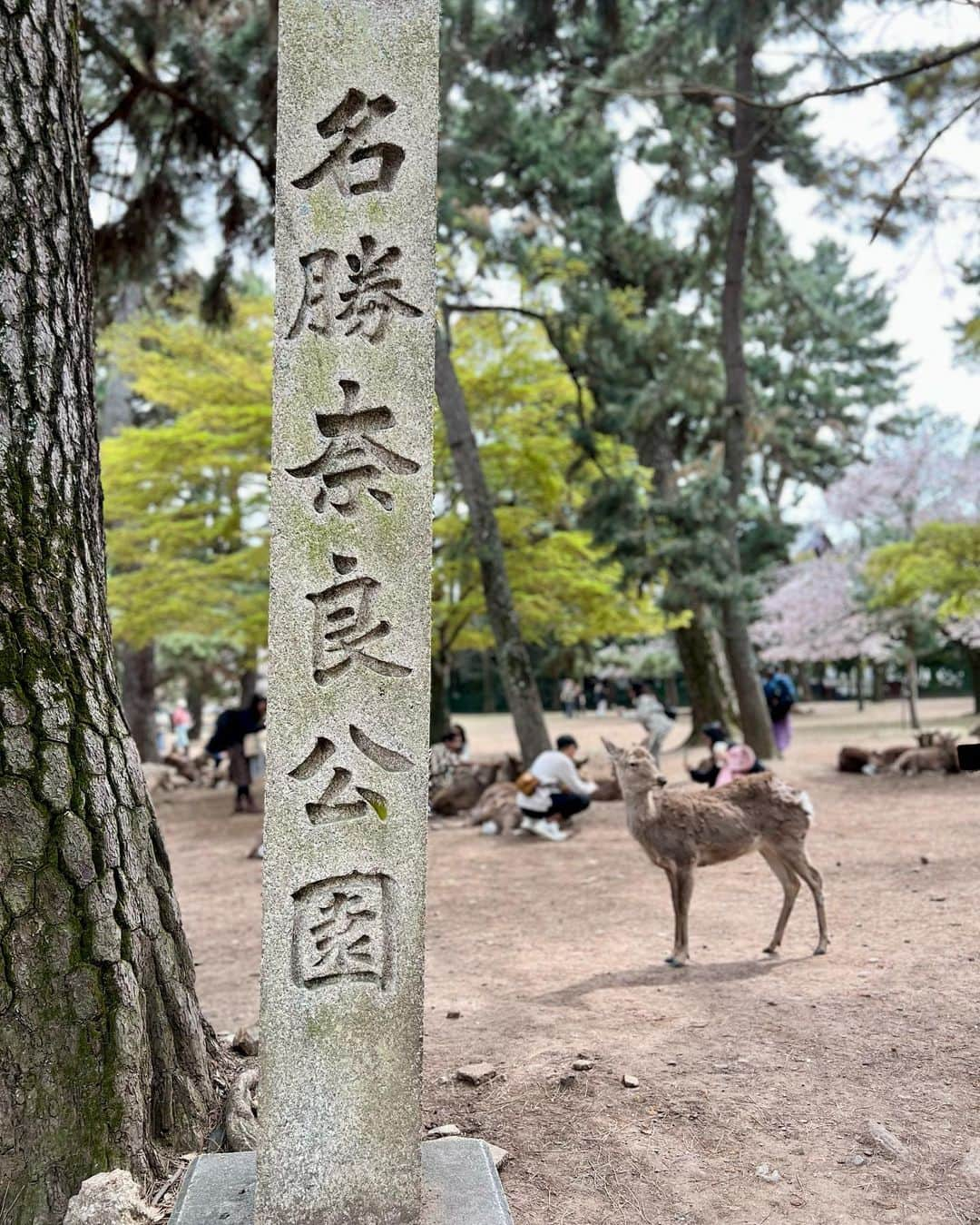 織田千穂さんのインスタグラム写真 - (織田千穂Instagram)「今年の桜は…🌸 奈良公園で大満喫したよ♡ * テレビで📺 コロナ禍になって観光客が一気に来なくなったから お腹空かせた鹿🦌がご飯求めて 道路に出て来ちゃうみたいなニュース見たので * さぞかしお腹空かせてるかなと思って行ってみたら… 既に海外の方など観光客の方で賑わっていて むしろほぼみんな大満腹で🦌 鹿せんべいを口に持って行っても いらん！と言わんばかりに ぷいっ！とされる始末🤣🤣🤣w 全く食べてくれない😂 * 満腹メンバーはみんな 木の下でゴロゴロ集まってて 餌には見向きもしなかった😂 * 16年前に(古w)奈良公園行った時には 買ったばかりの御守り持っていたら 走って駆け寄って来て🦌 御守りの袋食べられたのに (swipe9-10枚目、当時の余計な書き込み邪魔だなw)  今やみんなお腹いっぱいで満足してるとは良い事だ👏🏻  #奈良公園 #奈良 #special_spot_ #retro_japan_ #tripgramjp #nara #koufukuji #旅行 #旅 #日本 #trip #travelgram #travel #鹿 #過去pic #japanesetradition #公園 #小旅行 #桜 #japan🇯🇵」4月20日 21時28分 - chihoda