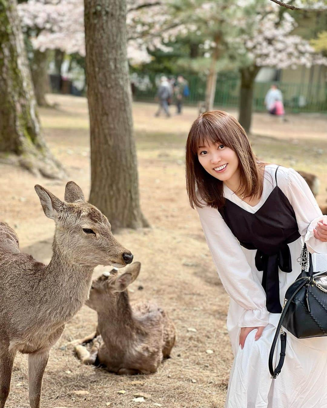 織田千穂さんのインスタグラム写真 - (織田千穂Instagram)「今年の桜は…🌸 奈良公園で大満喫したよ♡ * テレビで📺 コロナ禍になって観光客が一気に来なくなったから お腹空かせた鹿🦌がご飯求めて 道路に出て来ちゃうみたいなニュース見たので * さぞかしお腹空かせてるかなと思って行ってみたら… 既に海外の方など観光客の方で賑わっていて むしろほぼみんな大満腹で🦌 鹿せんべいを口に持って行っても いらん！と言わんばかりに ぷいっ！とされる始末🤣🤣🤣w 全く食べてくれない😂 * 満腹メンバーはみんな 木の下でゴロゴロ集まってて 餌には見向きもしなかった😂 * 16年前に(古w)奈良公園行った時には 買ったばかりの御守り持っていたら 走って駆け寄って来て🦌 御守りの袋食べられたのに (swipe9-10枚目、当時の余計な書き込み邪魔だなw)  今やみんなお腹いっぱいで満足してるとは良い事だ👏🏻  #奈良公園 #奈良 #special_spot_ #retro_japan_ #tripgramjp #nara #koufukuji #旅行 #旅 #日本 #trip #travelgram #travel #鹿 #過去pic #japanesetradition #公園 #小旅行 #桜 #japan🇯🇵」4月20日 21時28分 - chihoda