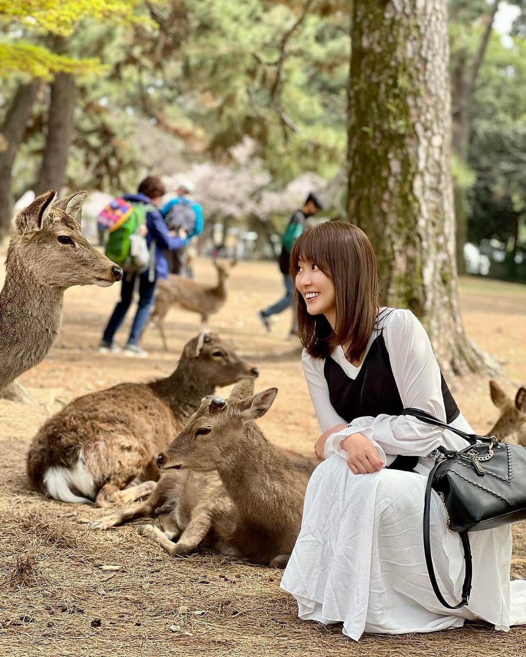 織田千穂さんのインスタグラム写真 - (織田千穂Instagram)「今年の桜は…🌸 奈良公園で大満喫したよ♡ * テレビで📺 コロナ禍になって観光客が一気に来なくなったから お腹空かせた鹿🦌がご飯求めて 道路に出て来ちゃうみたいなニュース見たので * さぞかしお腹空かせてるかなと思って行ってみたら… 既に海外の方など観光客の方で賑わっていて むしろほぼみんな大満腹で🦌 鹿せんべいを口に持って行っても いらん！と言わんばかりに ぷいっ！とされる始末🤣🤣🤣w 全く食べてくれない😂 * 満腹メンバーはみんな 木の下でゴロゴロ集まってて 餌には見向きもしなかった😂 * 16年前に(古w)奈良公園行った時には 買ったばかりの御守り持っていたら 走って駆け寄って来て🦌 御守りの袋食べられたのに (swipe9-10枚目、当時の余計な書き込み邪魔だなw)  今やみんなお腹いっぱいで満足してるとは良い事だ👏🏻  #奈良公園 #奈良 #special_spot_ #retro_japan_ #tripgramjp #nara #koufukuji #旅行 #旅 #日本 #trip #travelgram #travel #鹿 #過去pic #japanesetradition #公園 #小旅行 #桜 #japan🇯🇵」4月20日 21時28分 - chihoda
