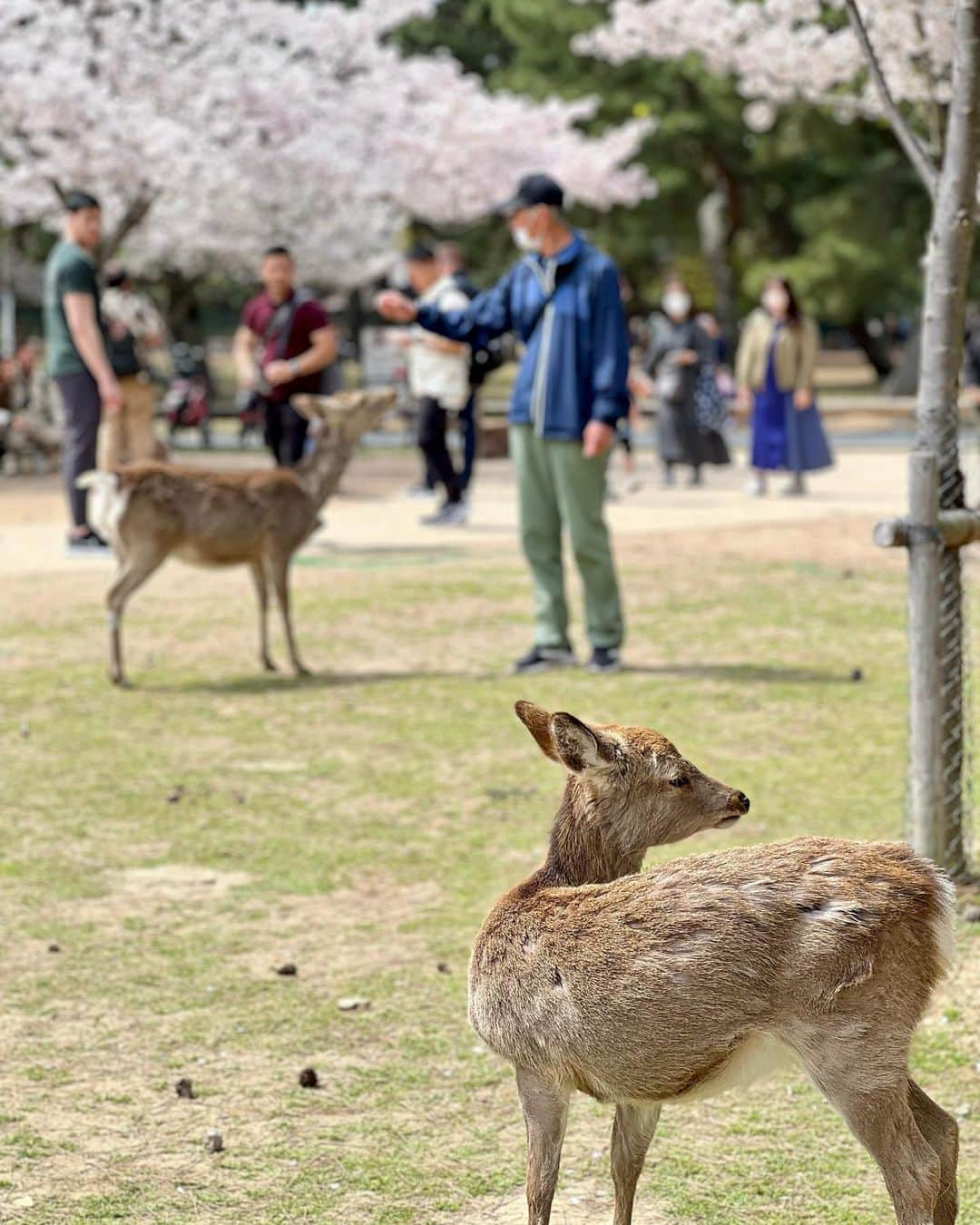 織田千穂さんのインスタグラム写真 - (織田千穂Instagram)「今年の桜は…🌸 奈良公園で大満喫したよ♡ * テレビで📺 コロナ禍になって観光客が一気に来なくなったから お腹空かせた鹿🦌がご飯求めて 道路に出て来ちゃうみたいなニュース見たので * さぞかしお腹空かせてるかなと思って行ってみたら… 既に海外の方など観光客の方で賑わっていて むしろほぼみんな大満腹で🦌 鹿せんべいを口に持って行っても いらん！と言わんばかりに ぷいっ！とされる始末🤣🤣🤣w 全く食べてくれない😂 * 満腹メンバーはみんな 木の下でゴロゴロ集まってて 餌には見向きもしなかった😂 * 16年前に(古w)奈良公園行った時には 買ったばかりの御守り持っていたら 走って駆け寄って来て🦌 御守りの袋食べられたのに (swipe9-10枚目、当時の余計な書き込み邪魔だなw)  今やみんなお腹いっぱいで満足してるとは良い事だ👏🏻  #奈良公園 #奈良 #special_spot_ #retro_japan_ #tripgramjp #nara #koufukuji #旅行 #旅 #日本 #trip #travelgram #travel #鹿 #過去pic #japanesetradition #公園 #小旅行 #桜 #japan🇯🇵」4月20日 21時28分 - chihoda