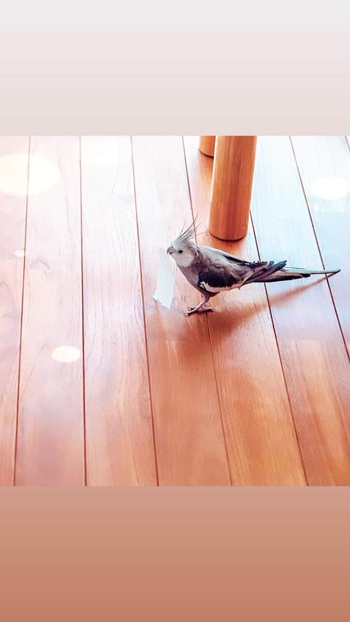 YURAPOi ゆらぽぃのインスタグラム