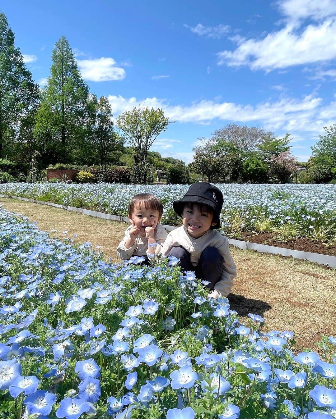 長谷川真美さんのインスタグラム写真 - (長谷川真美Instagram)「#ネモフィラ が とっても綺麗だった #花ファンタジア 💐  千葉県野田市の清水公園に行ってきました！！！ 春の花がとても見頃で綺麗だった〜💕 園内にある「caféるぴなす」で ひと休みしながらゆっくりまったり 春の花々を楽しんできたよ☺️  @shimizukouen  #supported #清水公園 #shimizukoen #花ファンタジア #カフェるぴなす #ネモフィラ#フラワーパーク #フラワーガーデン #花 #お出かけ #お出かけスポット#花のある暮らし #写真好きな人と繋がりたい #花好きな人と繋がりたい#千葉県 #野田市」4月20日 21時43分 - maami.hase