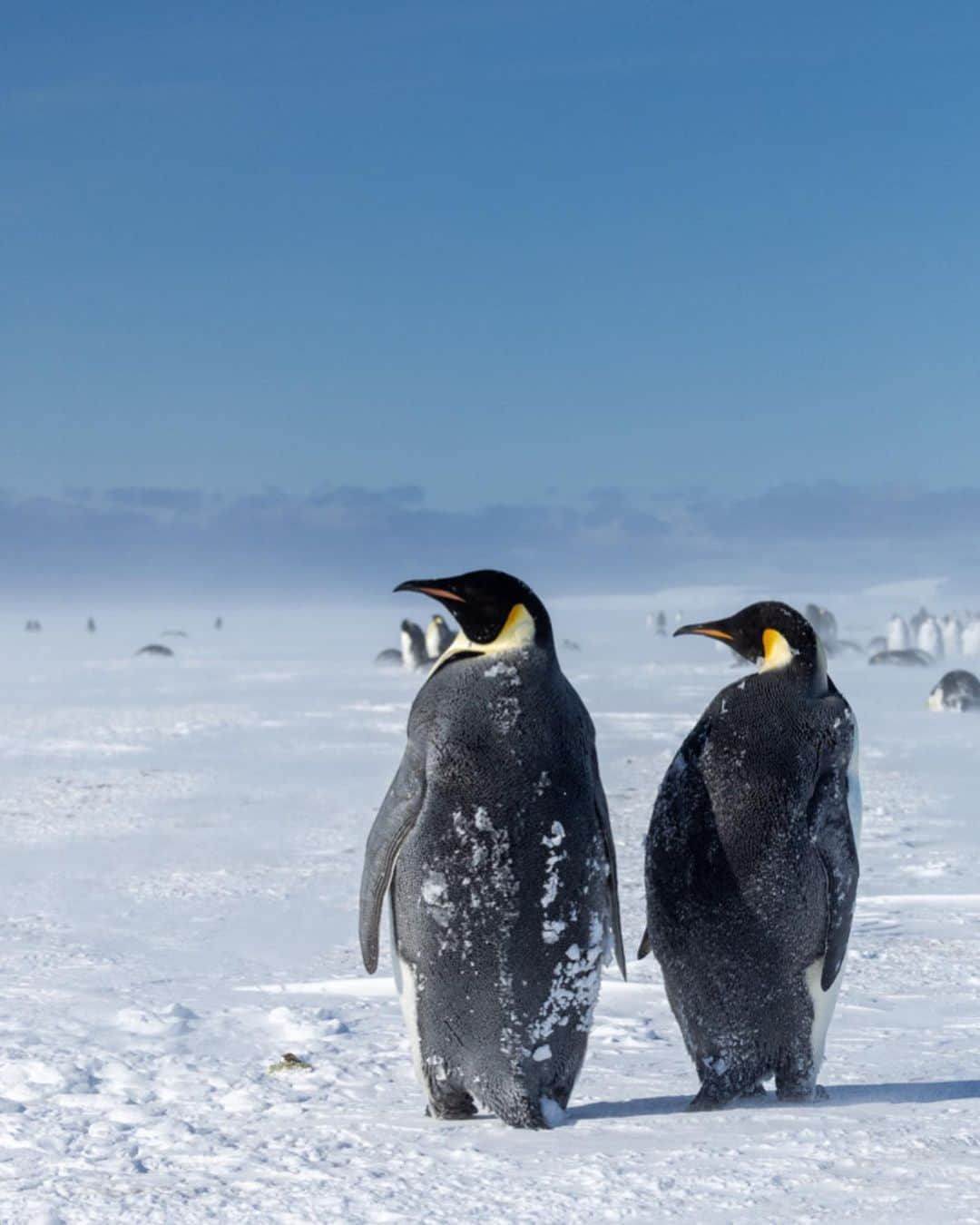 Kevin Richardson LionWhisperer さんのインスタグラム写真 - (Kevin Richardson LionWhisperer Instagram)「#tbt Oh Antarctica 🇦🇶 you really did steal my heart. Just over a year ago my dream of going to Antarctica was realized. To say that landing at Wolf’s Fang runway was like landing on another planet, is an understatement! The landscape is surreal and the first icy breath of air you take burns the lungs, but somehow your body knows it’s getting some of the purest air on the planet. The trip was a blur and in hindsight actually feels like it was a dream. If it wasn’t for the beautiful photos and videos, I probably would think it was! What a stunning place, undisturbed by man’s destructive nature. It’s cathartic, soul rejuvenating and peaceful. A part of me never wanted to leave and a part of me remains there forever.  @davidyarrow thank you for making my dream a reality and @white.desert.antarctica thanks for running such a slick operation. Your staff are truly what sets you apart. A big thanks to @craghoppers for kitting me from head to toe and keeping me from freezing to death in those minus plenty degrees celcius. Your gear really did outperform my expectations.   #antarctica #antarctica21 #whitedesert #wolfsfang #mindfullymade #mycraghoppers #emperorpenguin #dreamsdocometrue」4月20日 22時05分 - lionwhisperersa