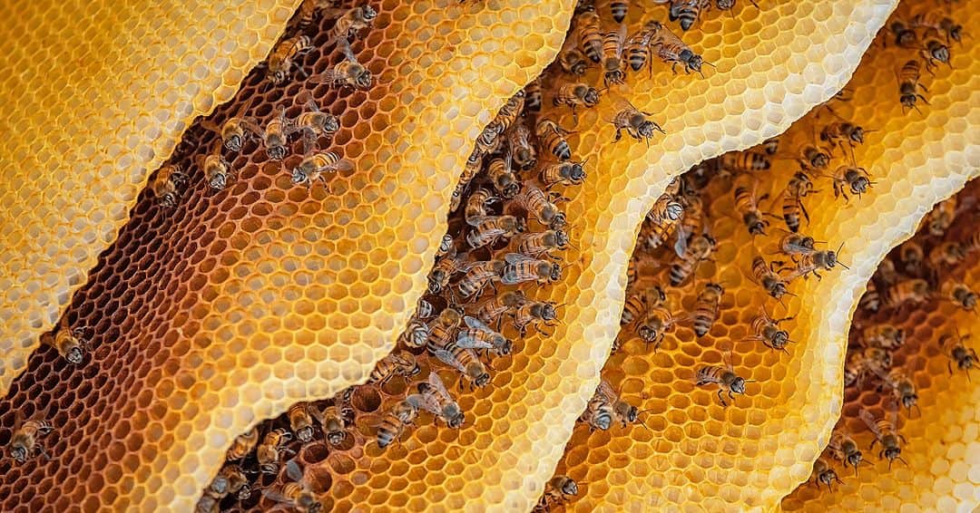 Discoveryさんのインスタグラム写真 - (DiscoveryInstagram)「Image by Ed Peeters  Quite the lively hive!  #DidYouKnow? A hive is perennial, meaning that it becomes inactive in the winter but “awakens” again in the spring.   #WorldOfInsects🔆」4月20日 22時00分 - discovery