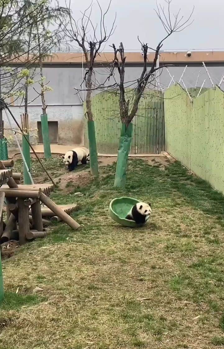 Padgramのインスタグラム：「😍😍😍  Thanks to @gossip.panda  Cr from : Unknow  #pgdaily #pgstar#pgcounty #panda #planetgo #planet #planetearth #amazing #awesome #pandalove #pandalovers #pandacute #funnyanimals #funnypanda #animals #animalplanet #animalonplanet」